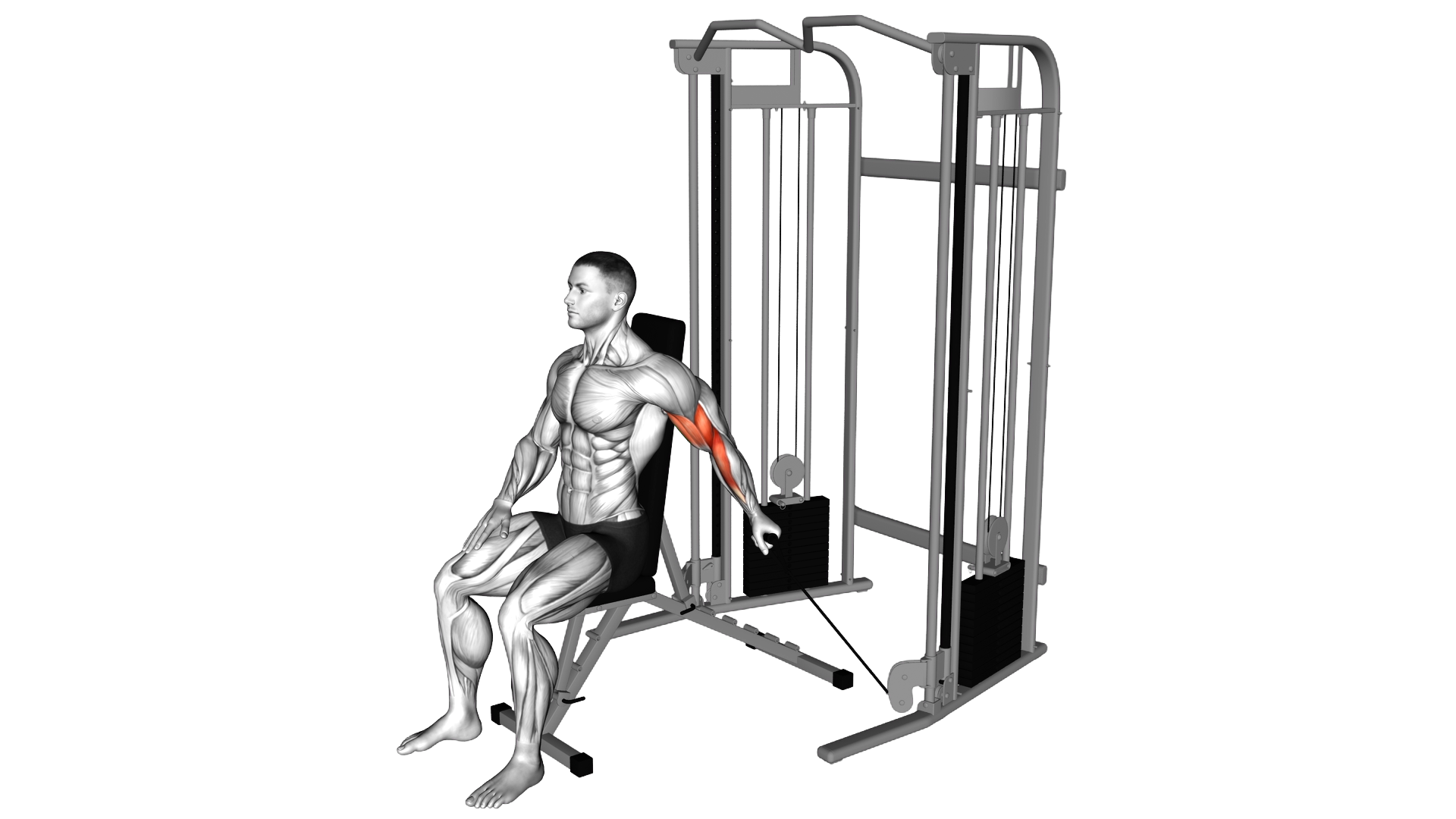 Cable Seated Single Arm Unilateral Bicep Curl exercise demonstration