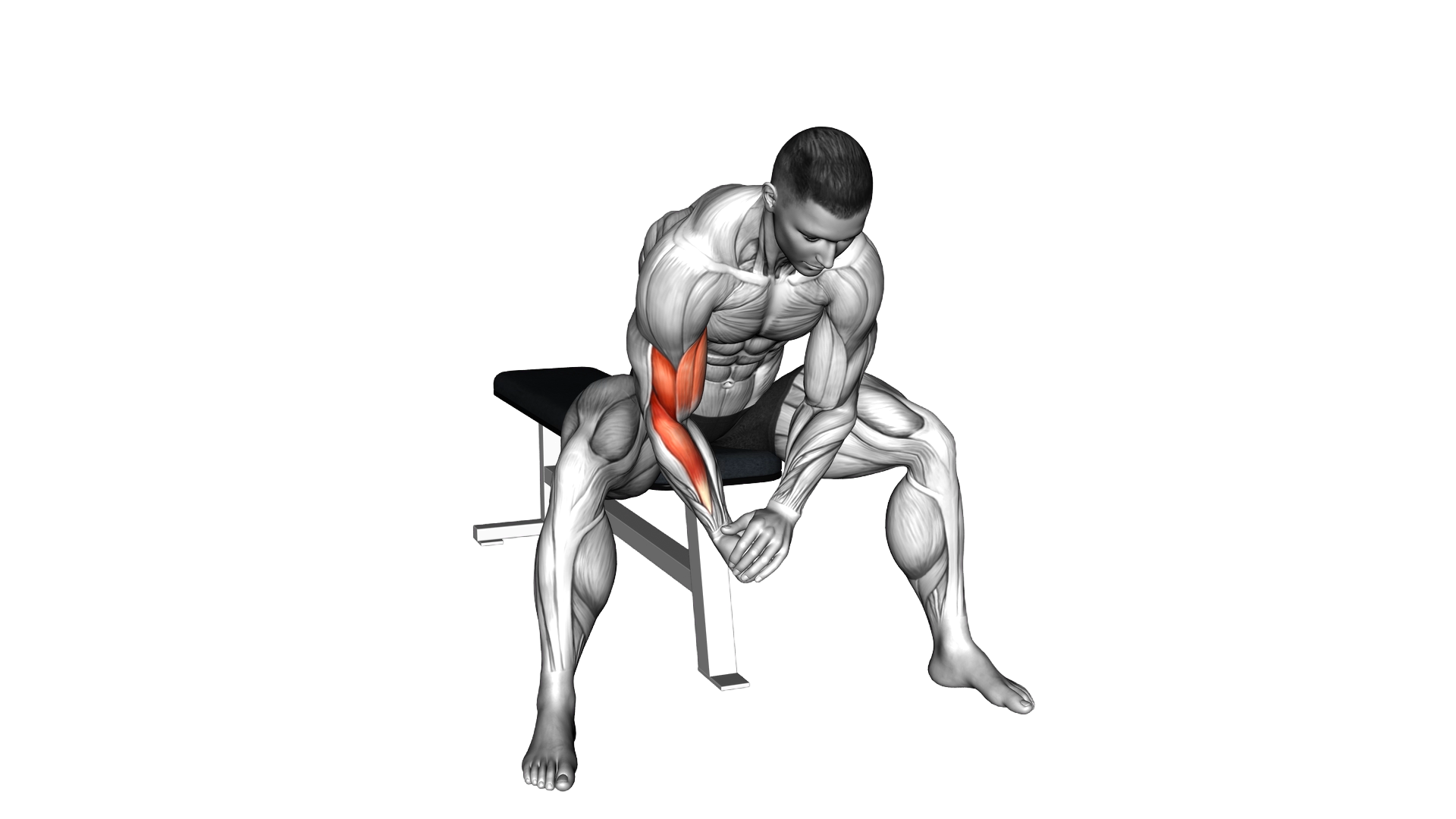 Bodyweight Seated Single Arm Concentration Curl exercise demonstration