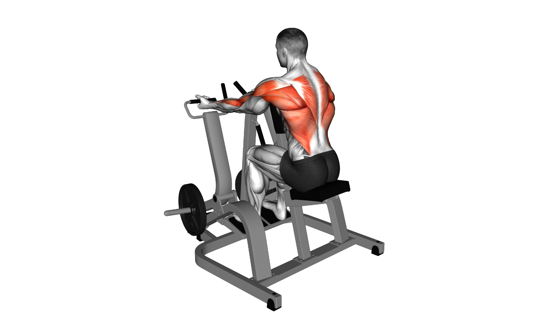 Lever Supinated Grip Seated Row (plate loaded) exercise demonstration