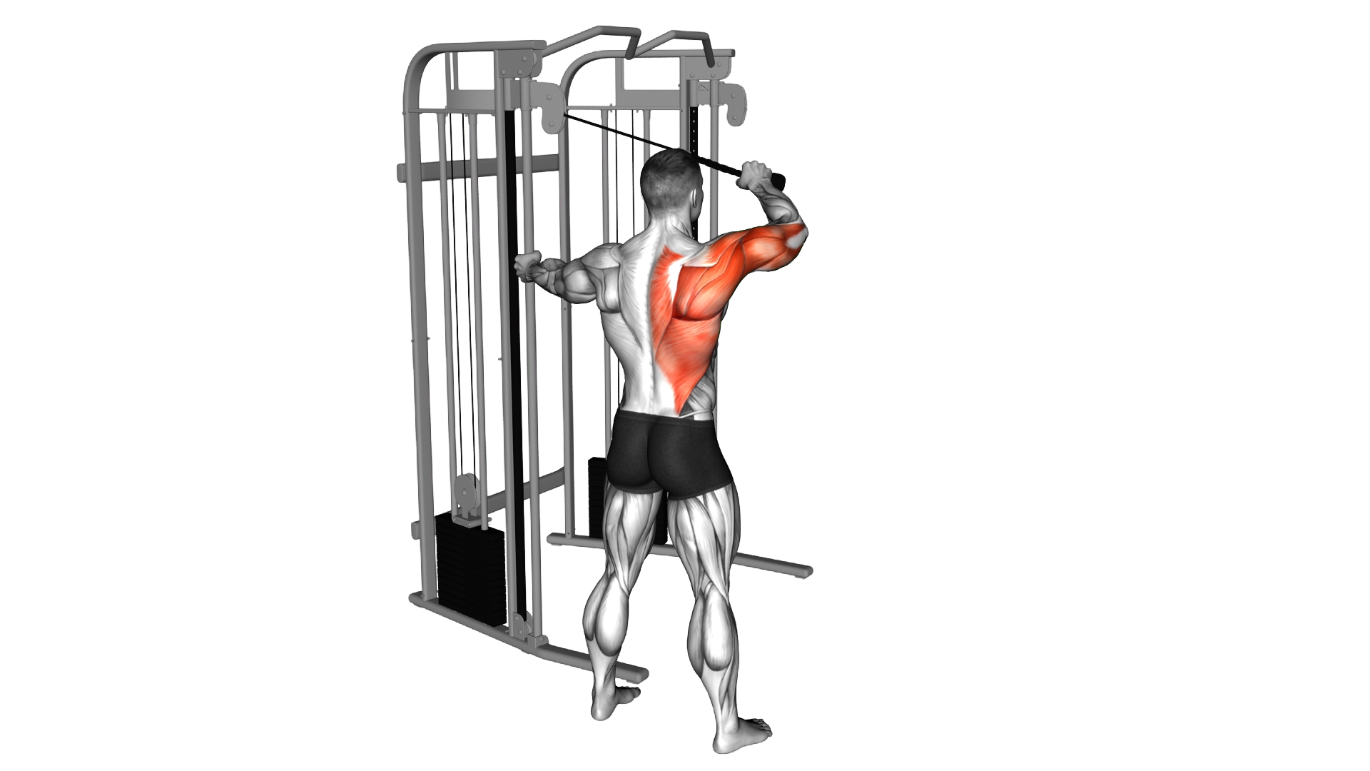 Cable Standing Single Delt Row exercise demonstration