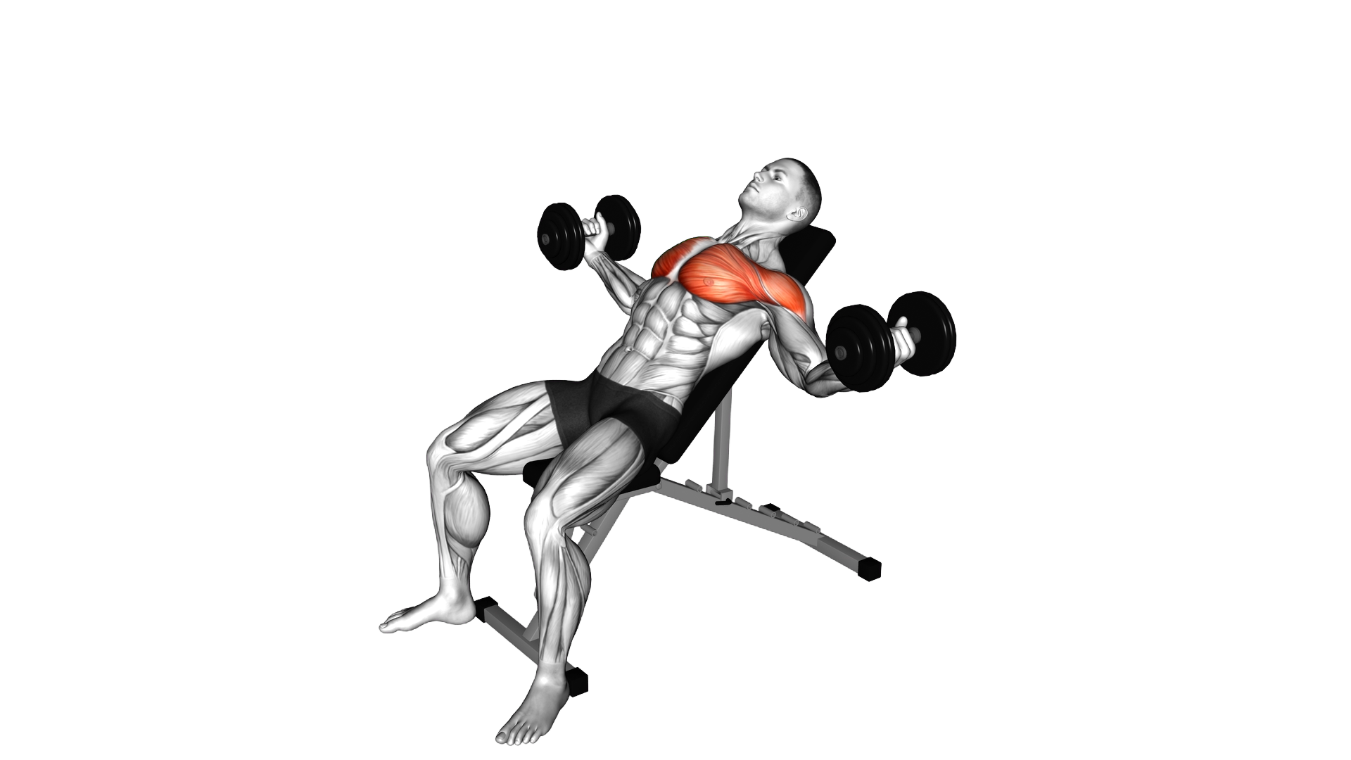 Dumbbell Incline Alternate Fly exercise demonstration