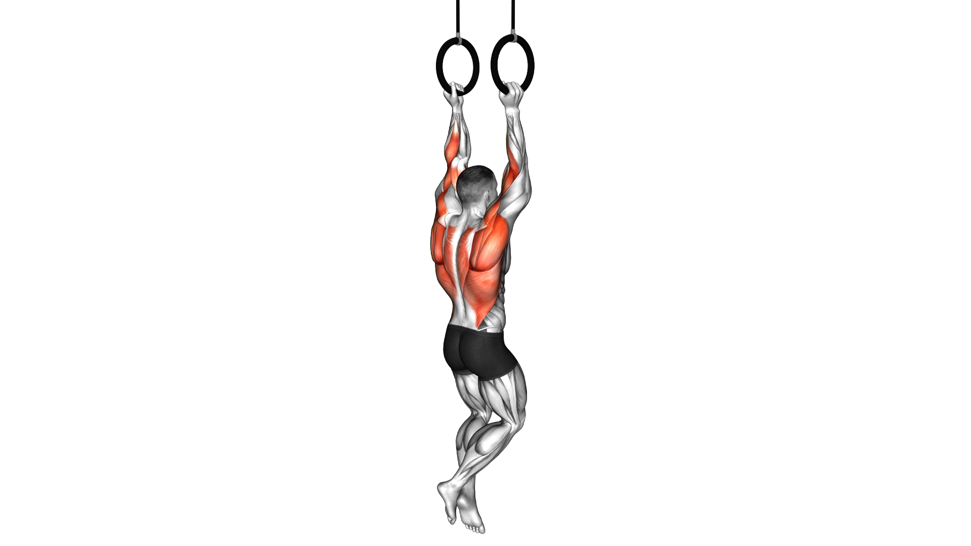 Ring Neutral Grip Chin Up exercise demonstration