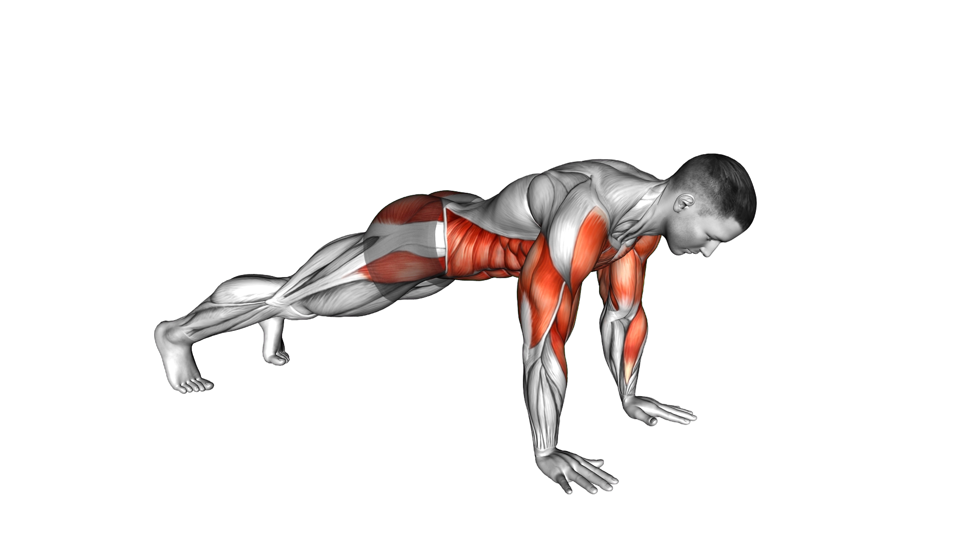 High Plank Shoulder Tap exercise demonstration