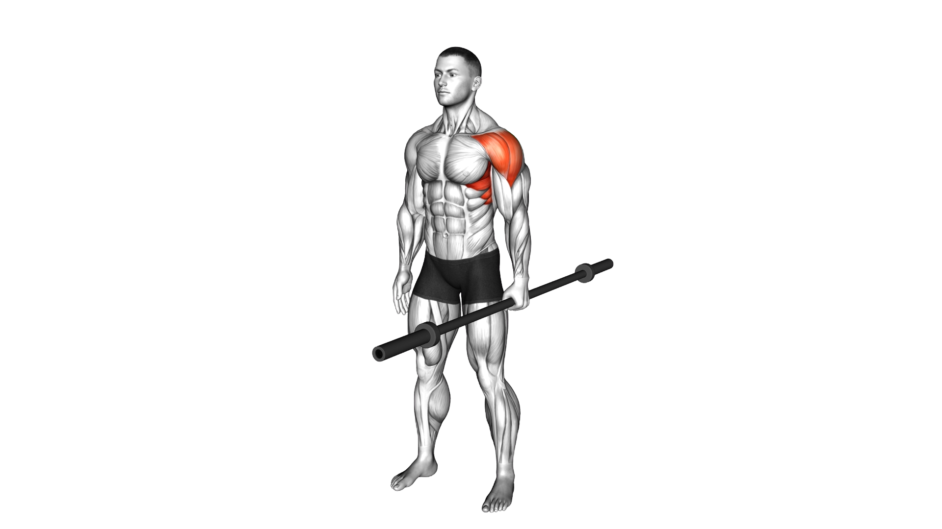 Weighted Bar Standing Lateral Raise exercise demonstration