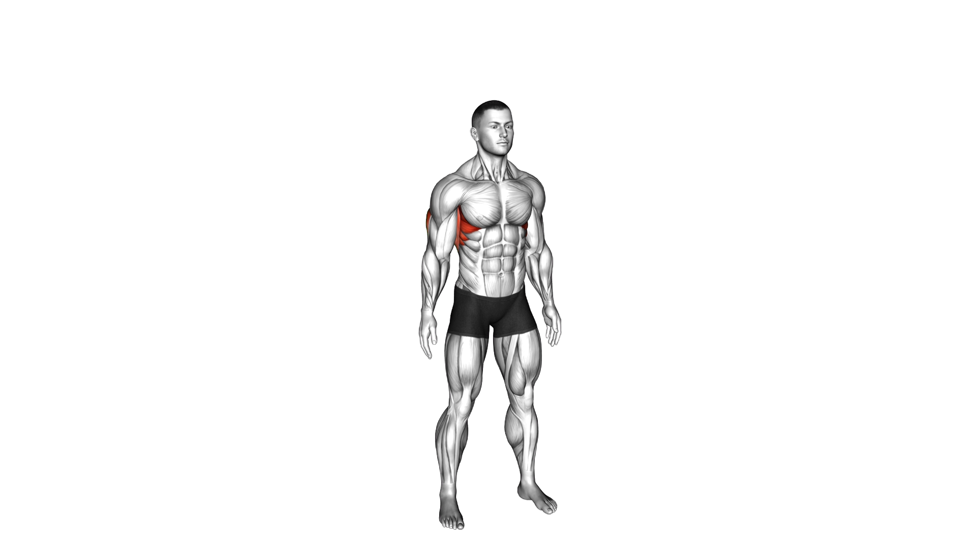 Standing Lateral Stretch exercise demonstration