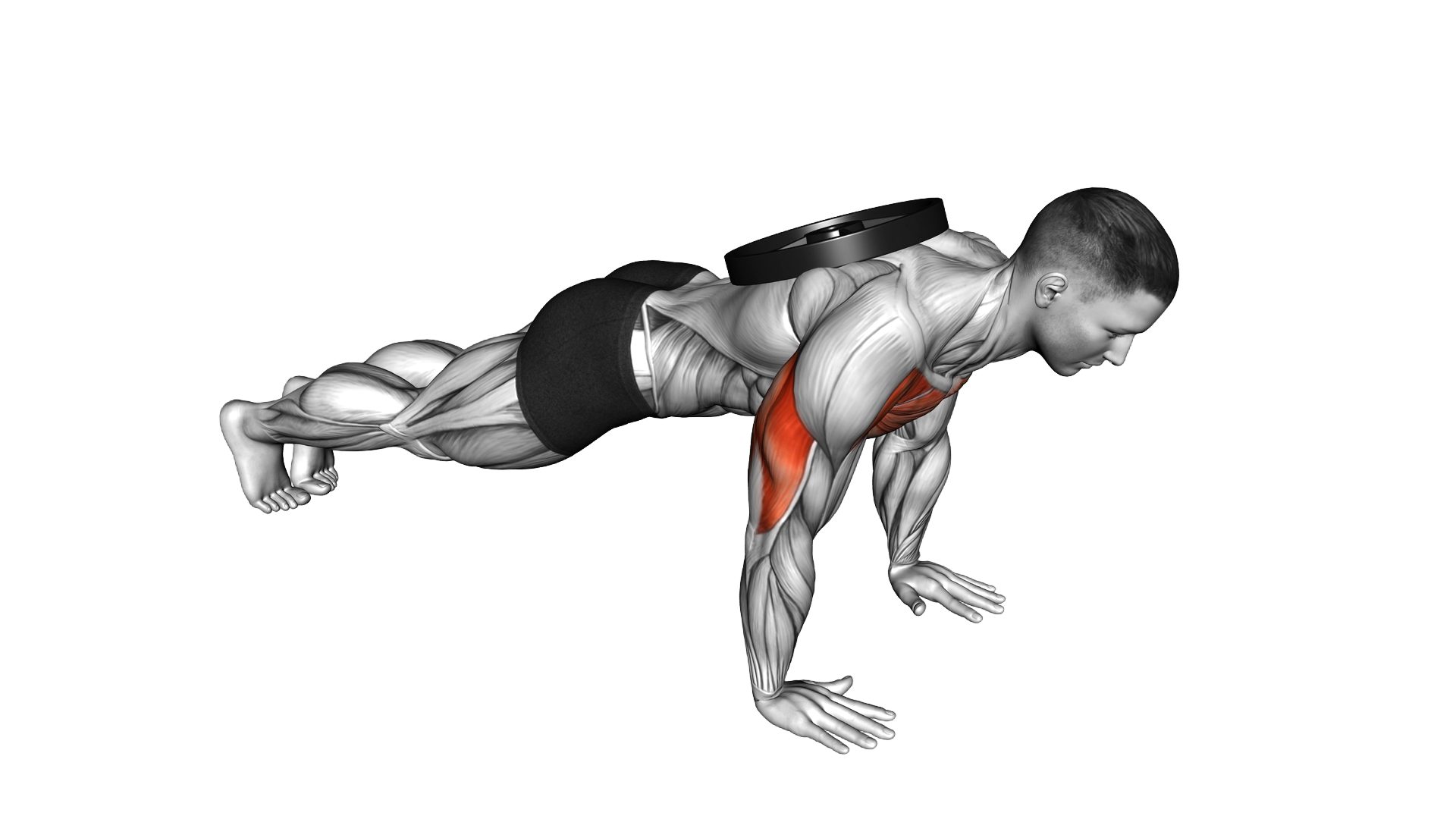 Weighted Plate Push up exercise demonstration