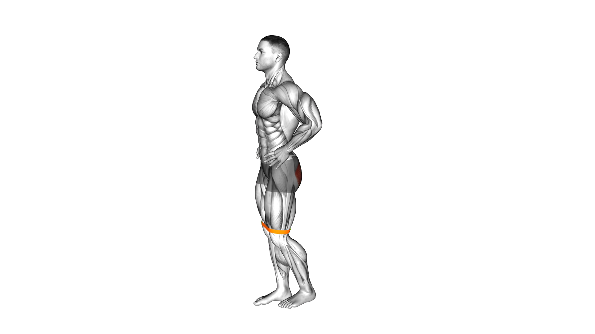 Resistance Band Standing Balance Glute Kickback (V exercise demonstration