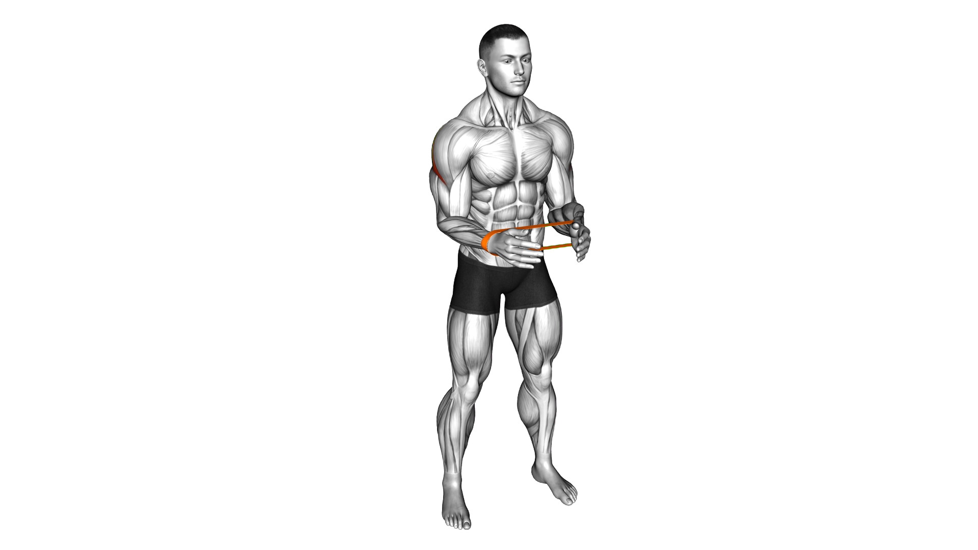 Resistance Band Standing External Rotation exercise demonstration