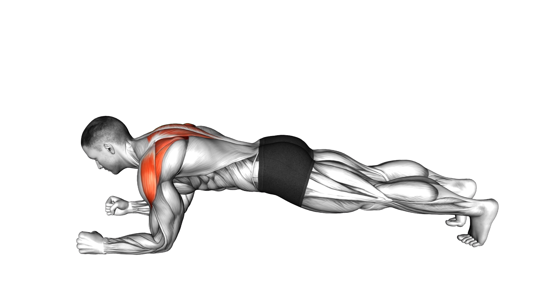 Plank Scapular Push up exercise demonstration