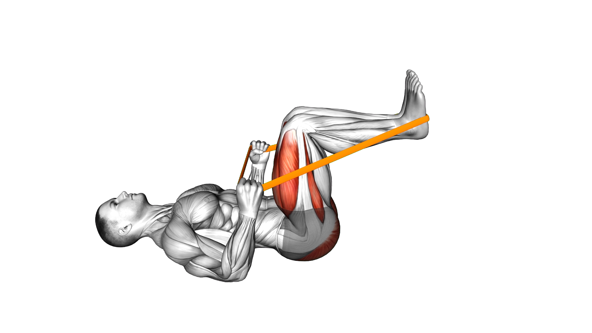 Resistance Band Lying Leg Press exercise demonstration