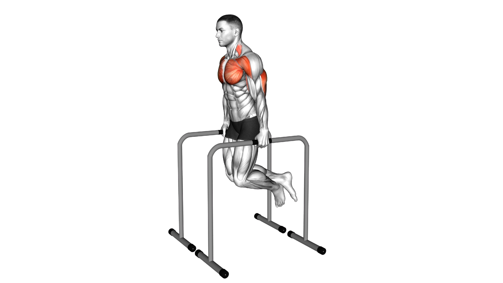 Triceps Dip on High Parallel Bars exercise thumbnail