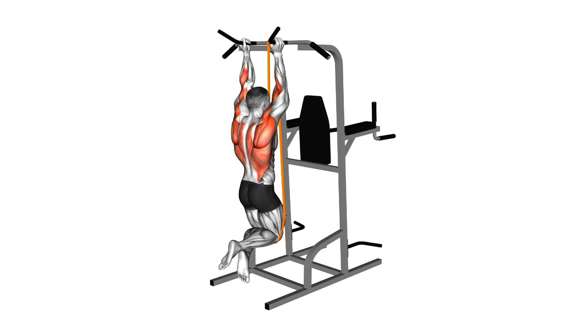 Resistance Band Assisted Neutral Grip Chin Up exercise demonstration