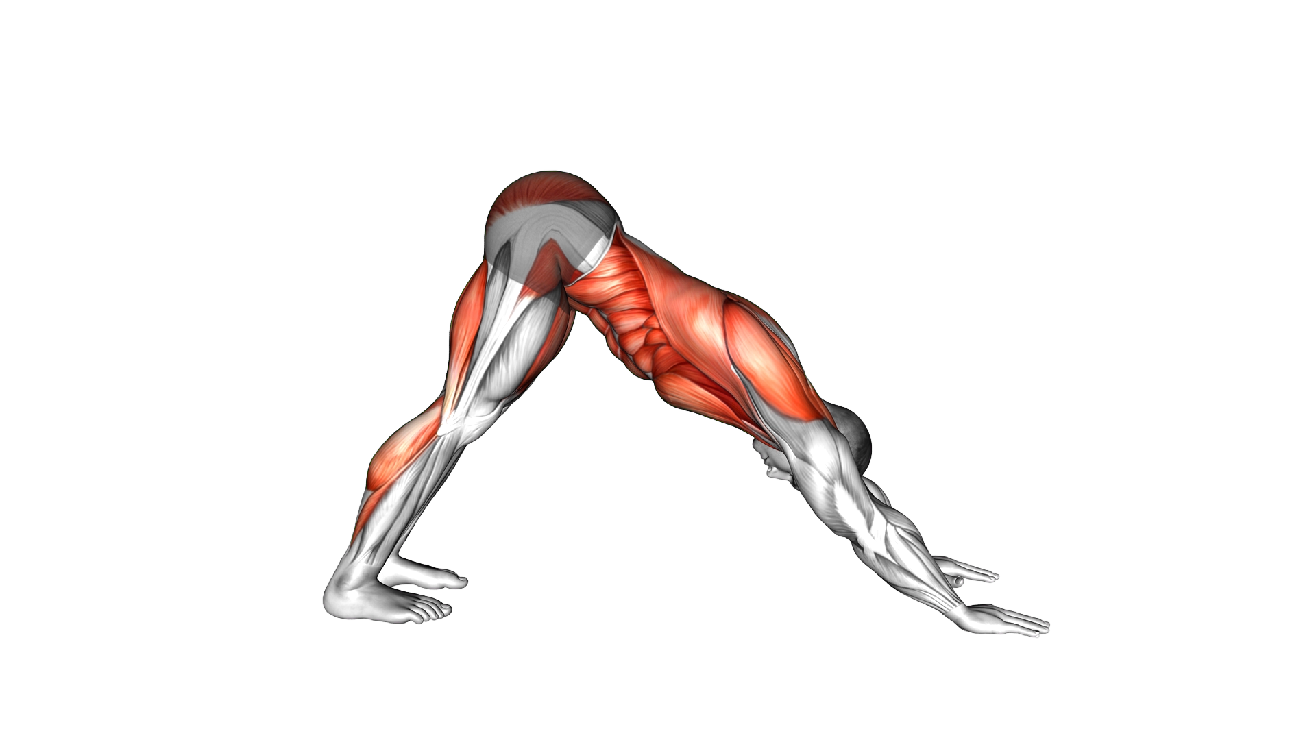 Downward Dog Crunch exercise demonstration