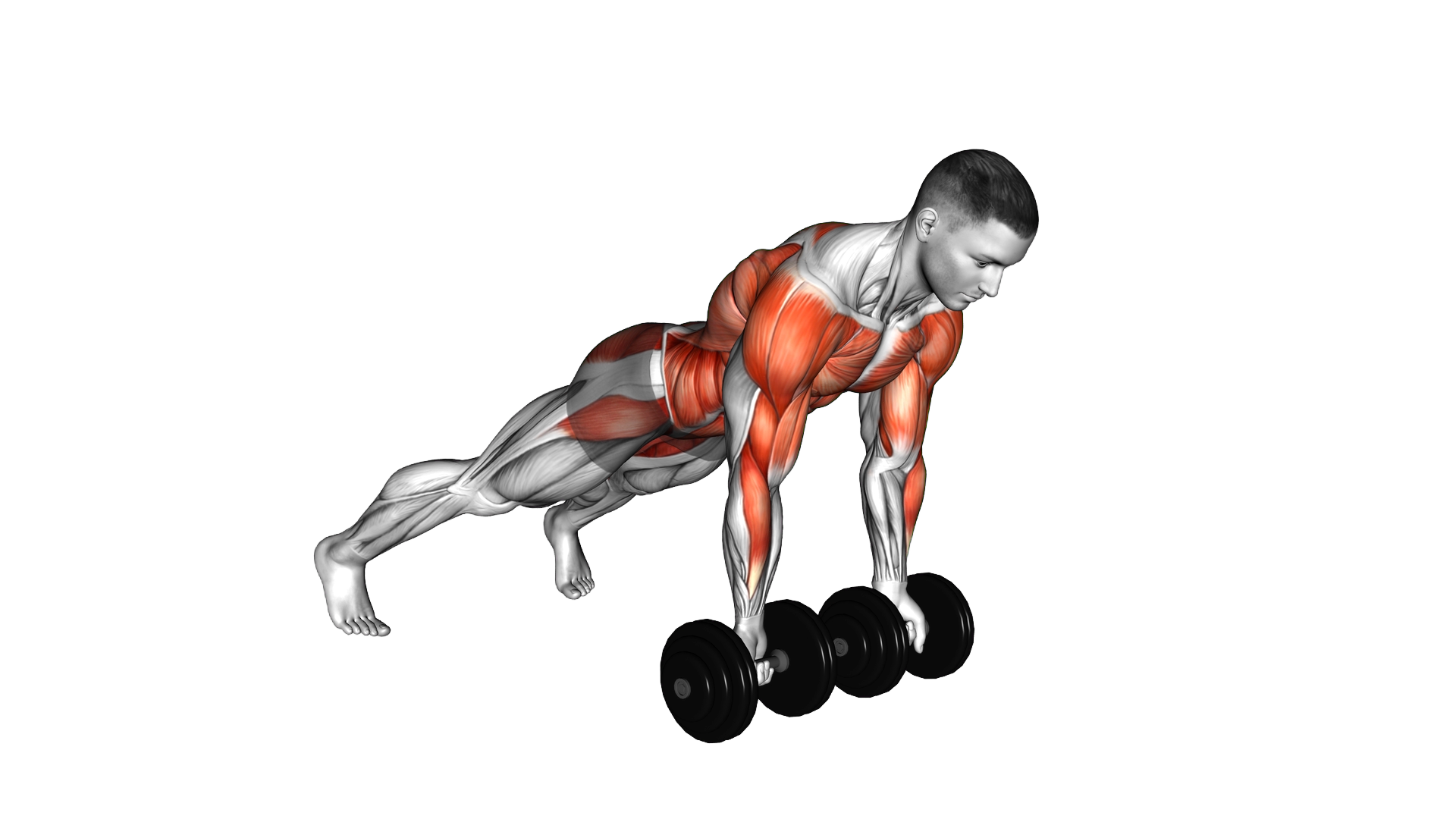 Dumbbell Underhand Renegade Row exercise demonstration