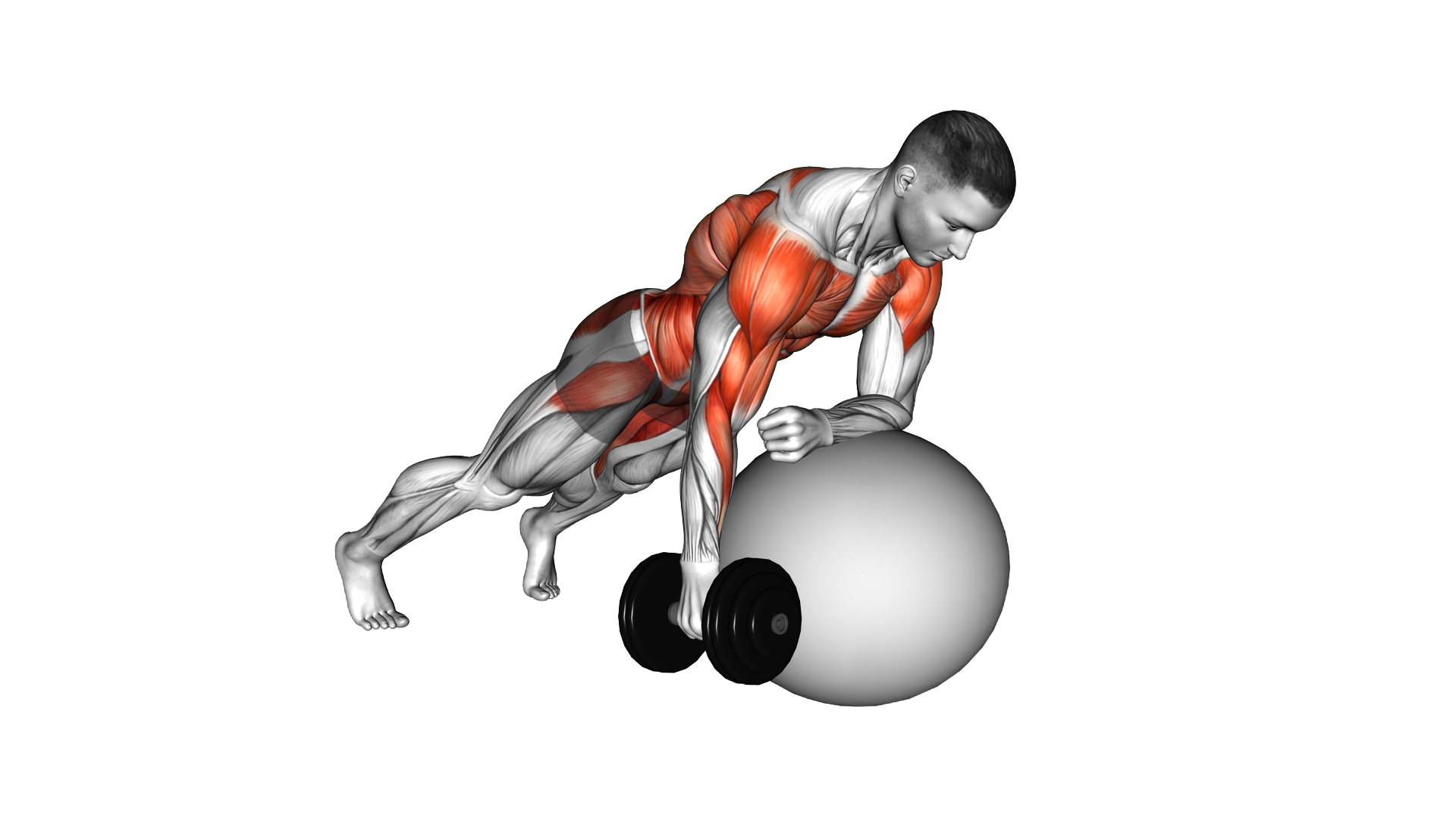 Dumbbell Renegade Row on Stability Ball exercise demonstration