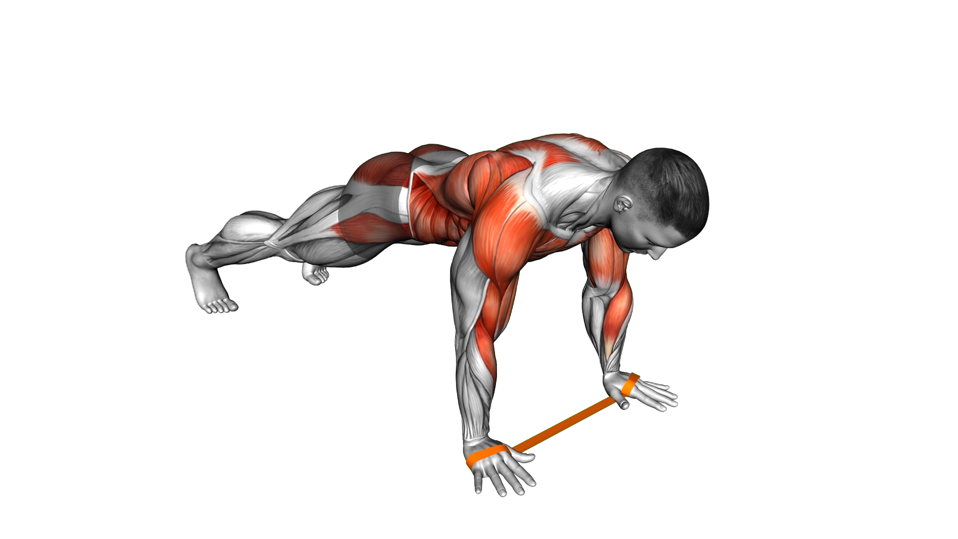 Resistance Band Renegade Row exercise demonstration