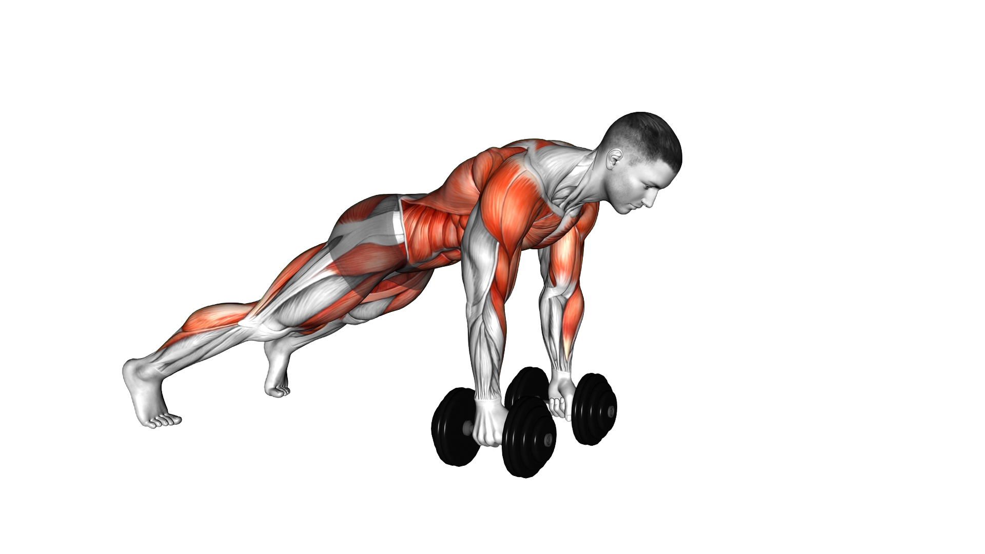 Dumbbell Renegade Row Walk exercise demonstration