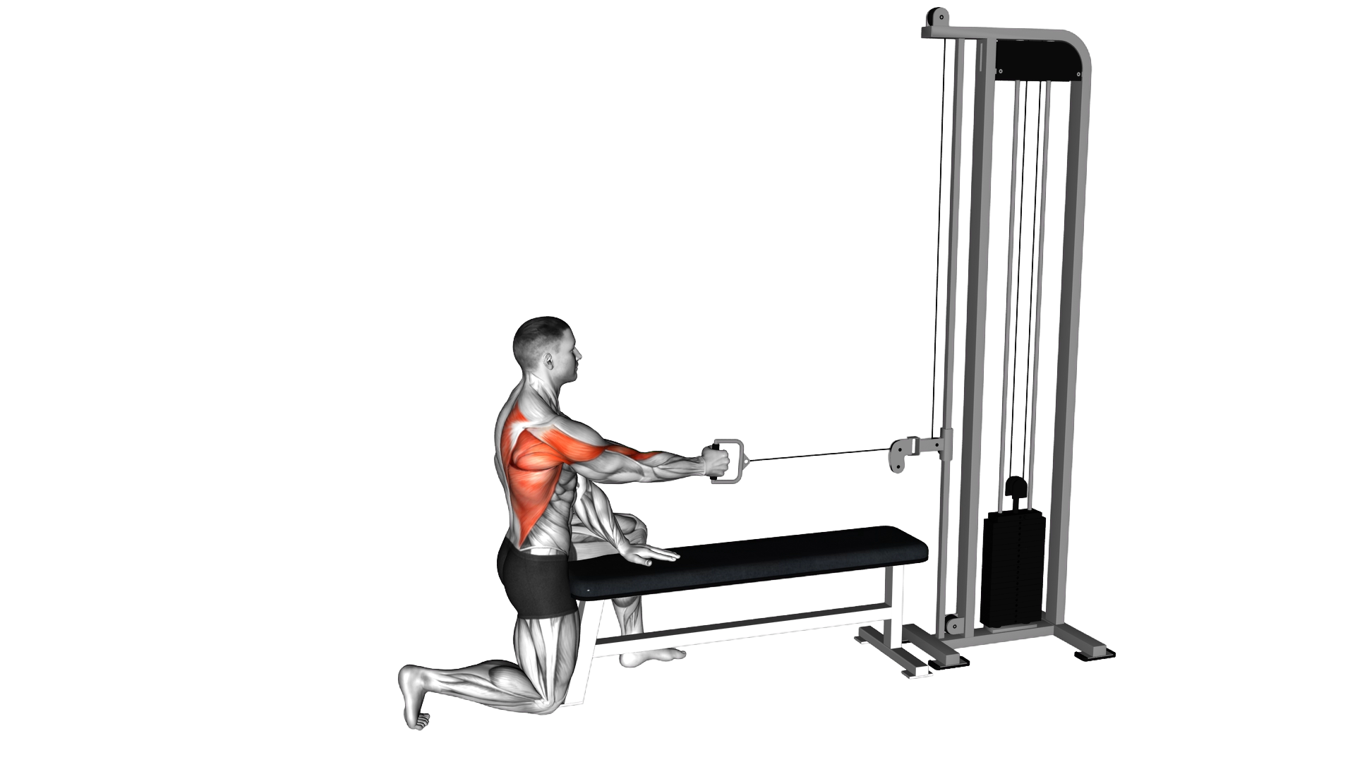 Cable Half Kneeling Single Arm Row (ma exercise demonstration