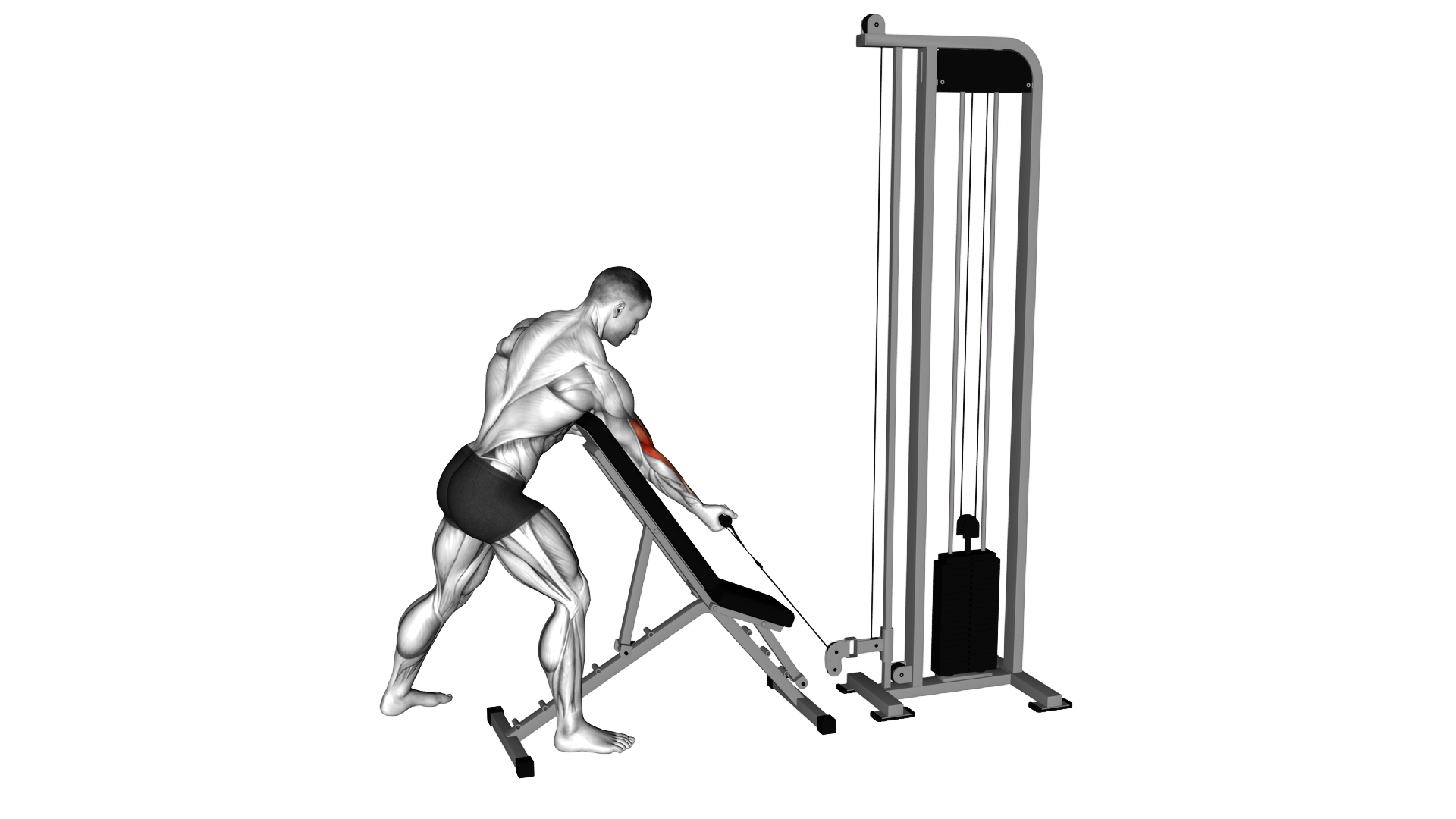 Cable Standing Single Arm Preacher Curl exercise demonstration