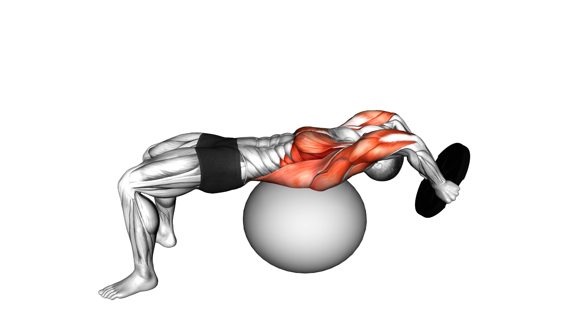 Weighted Plate Pullover on Stability Ball exercise demonstration