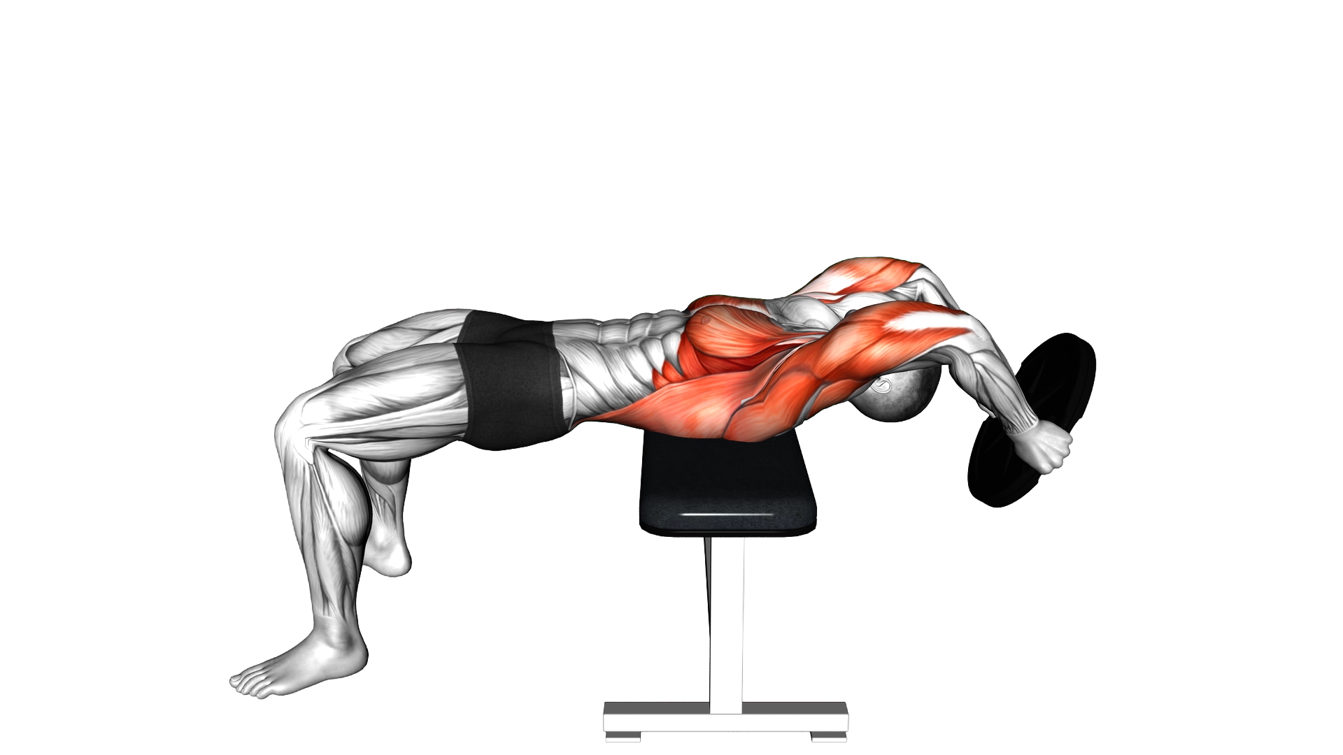 Weighted Plate Pullover exercise demonstration