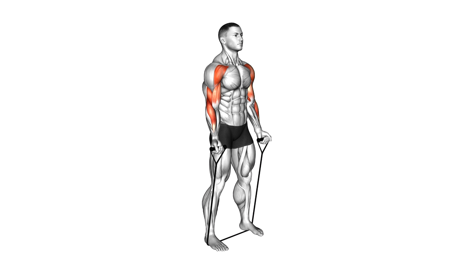 Resistance Band Drag Curl exercise demonstration