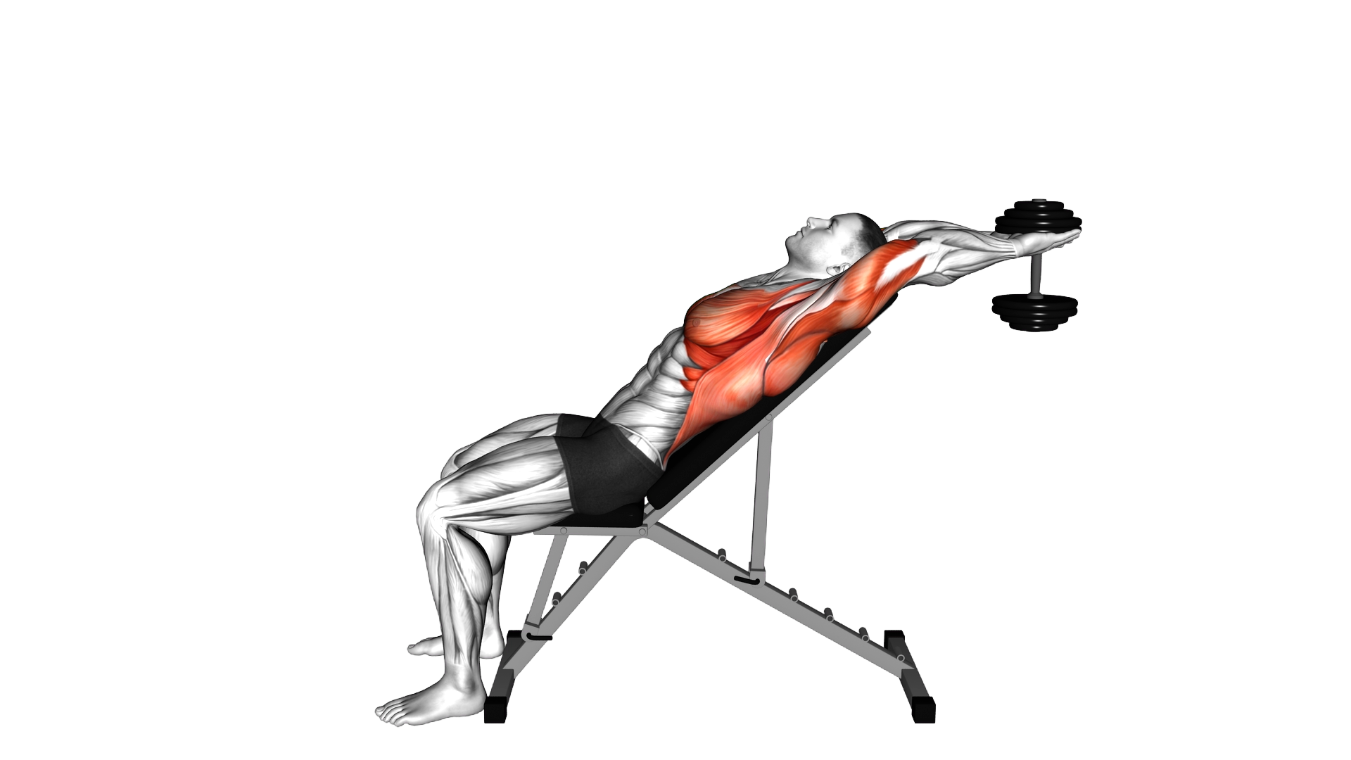 Dumbbell Incline Pullover exercise demonstration