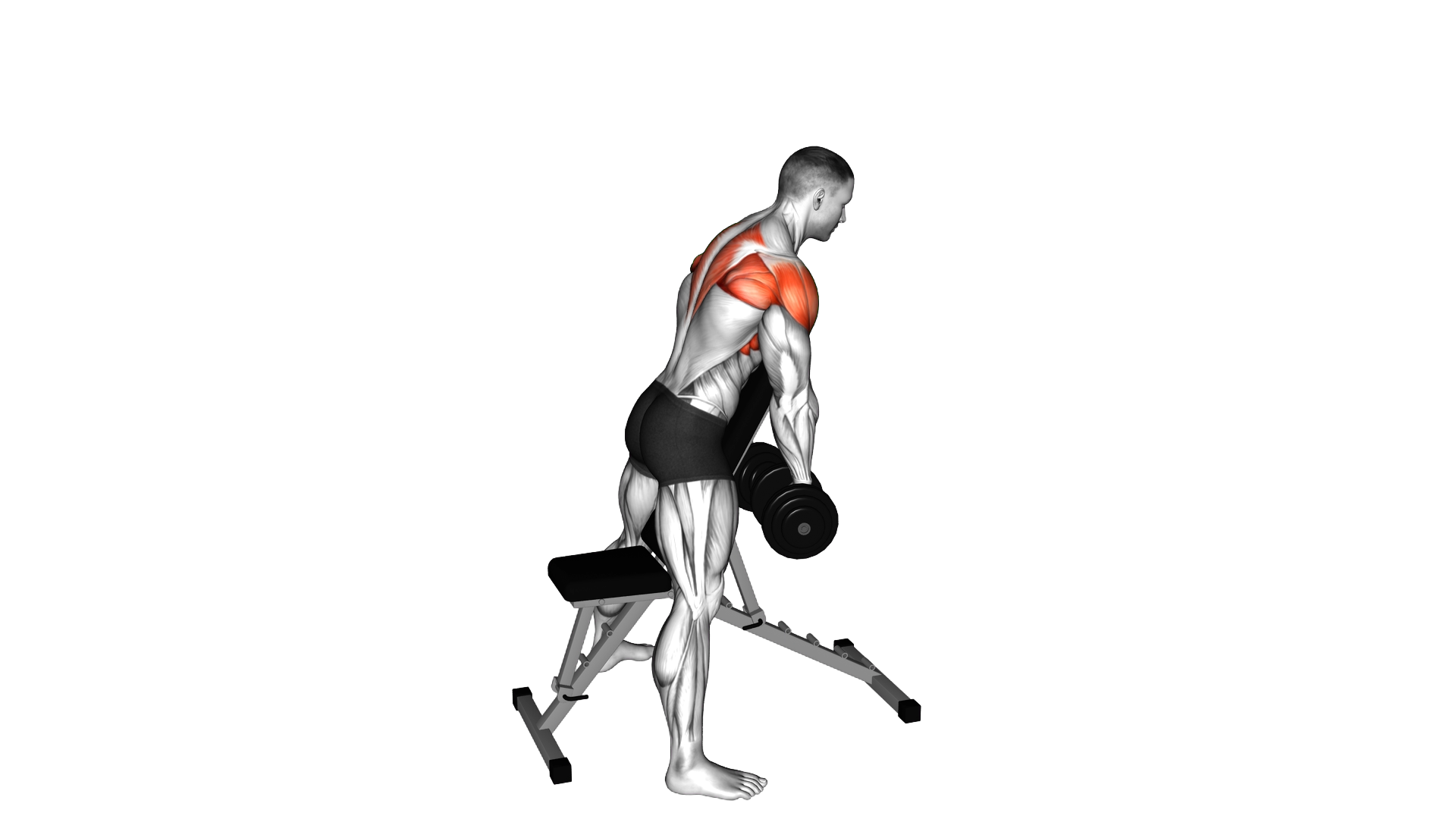 Dumbbell Standing Prone Y Raise exercise demonstration