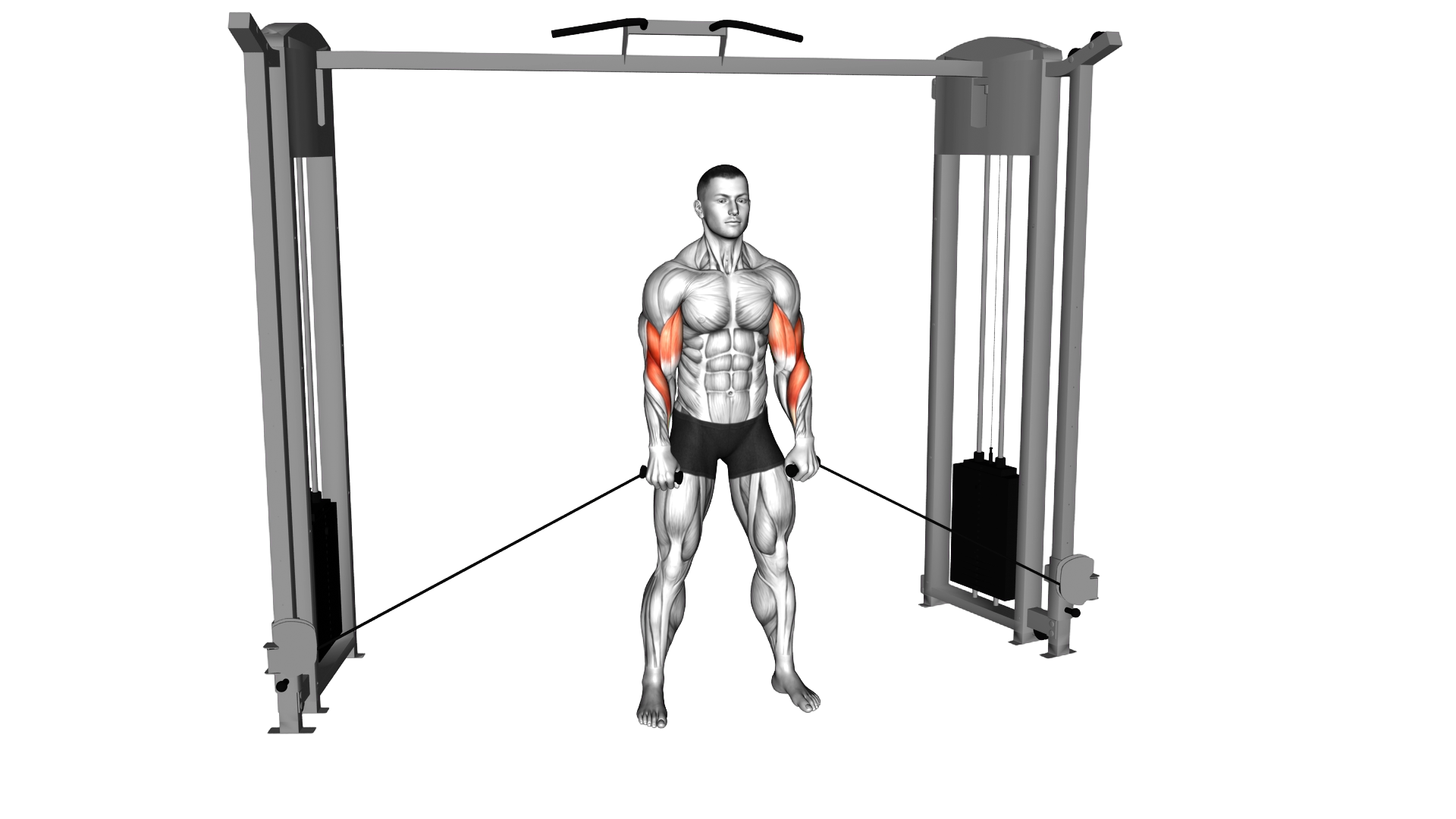 Cable Cross Body Hammer Curl exercise demonstration