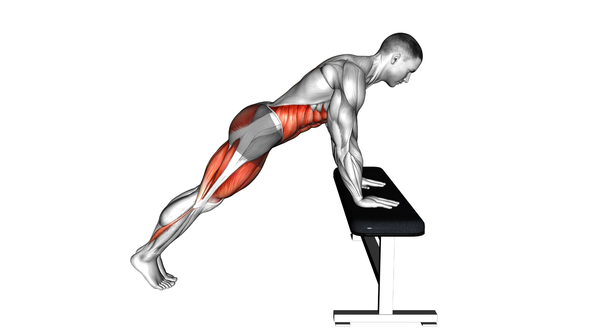 Elevated Mountain Climber with Hands on a Bench (m exercise demonstration