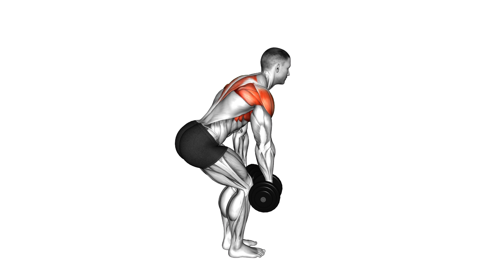 Dumbbell Bent over Y Raise exercise demonstration
