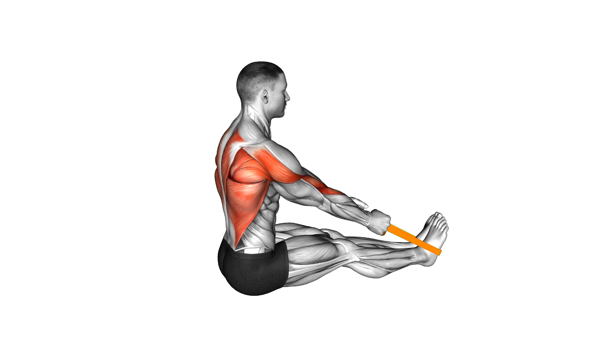 Resistance Band Seated Row exercise demonstration