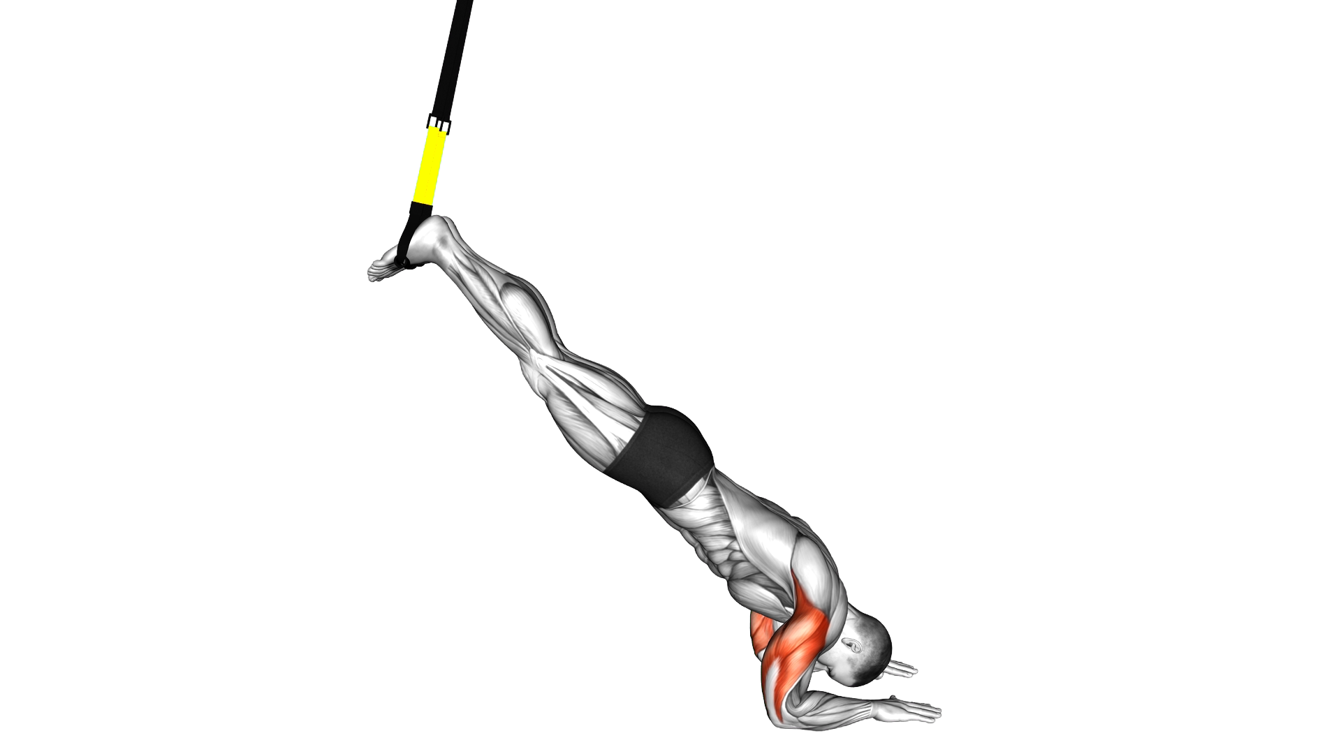 Suspender Triceps Press exercise demonstration
