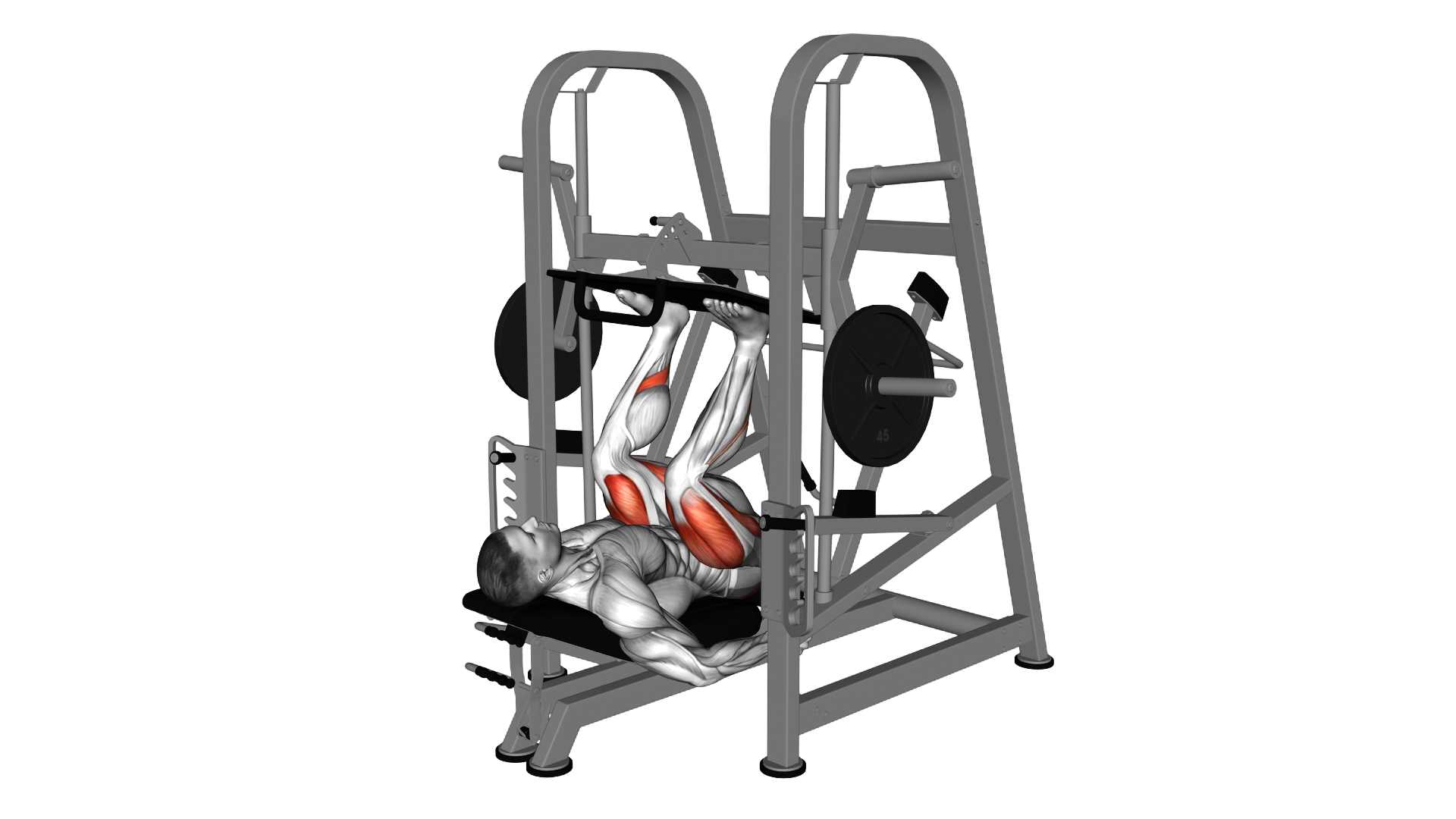 Lever Vertical Leg Press exercise demonstration