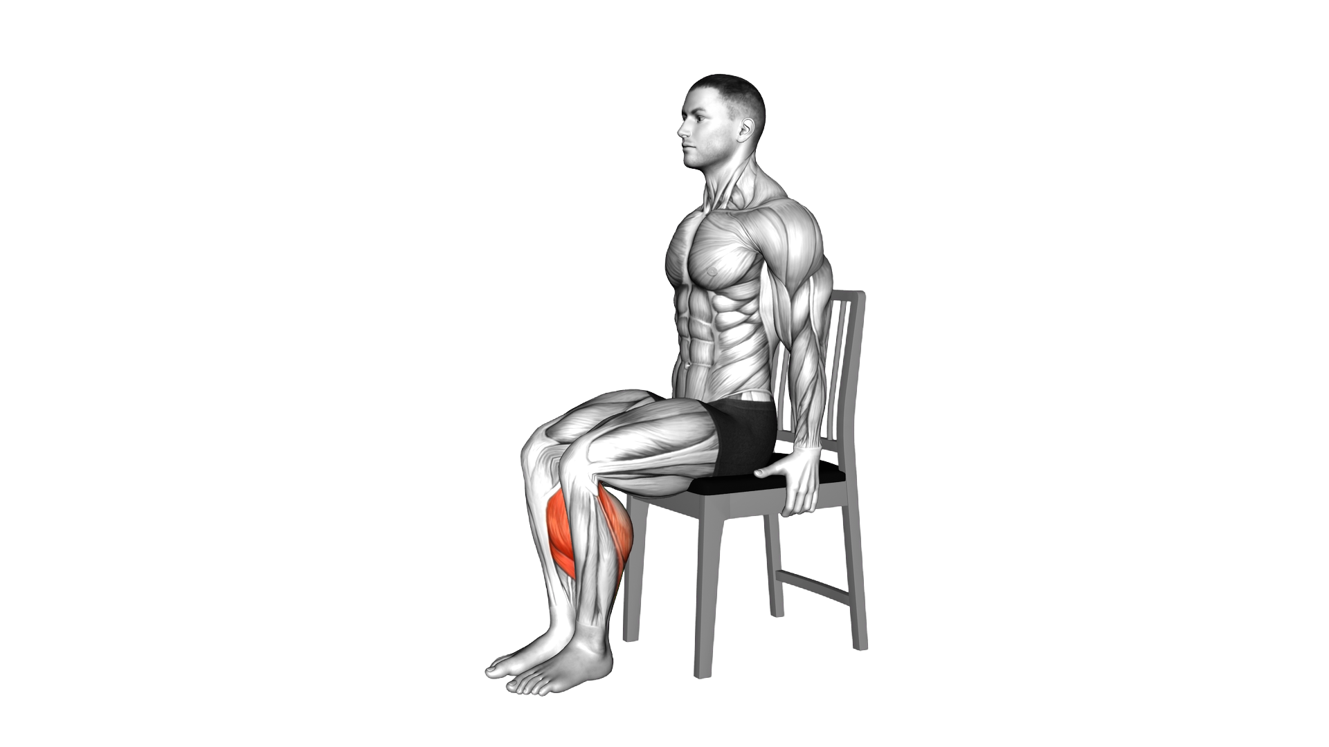 Seated Calf Raise on a Chair exercise demonstration