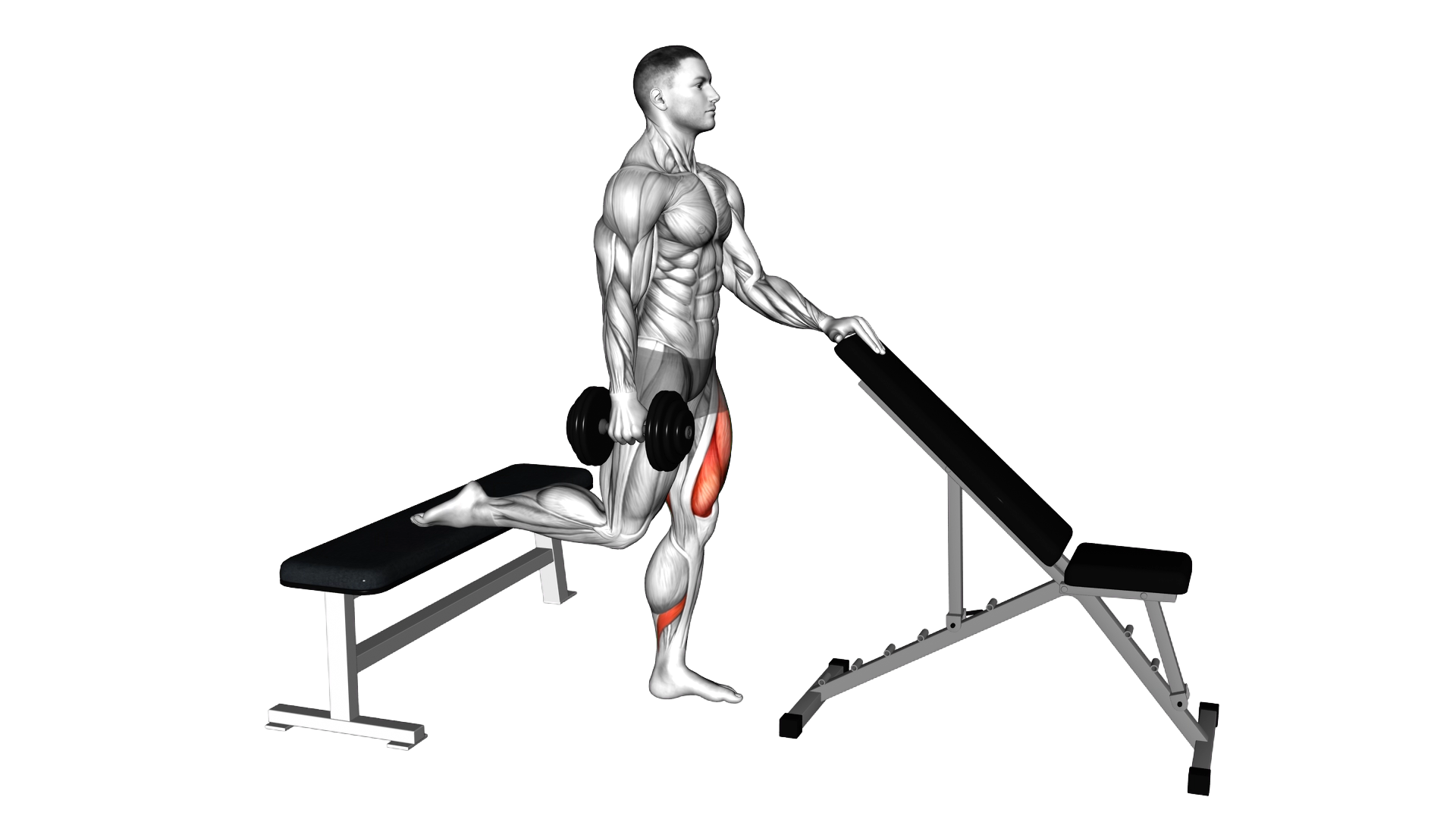 Dumbbell Bulgarian Split Squat with Support exercise demonstration