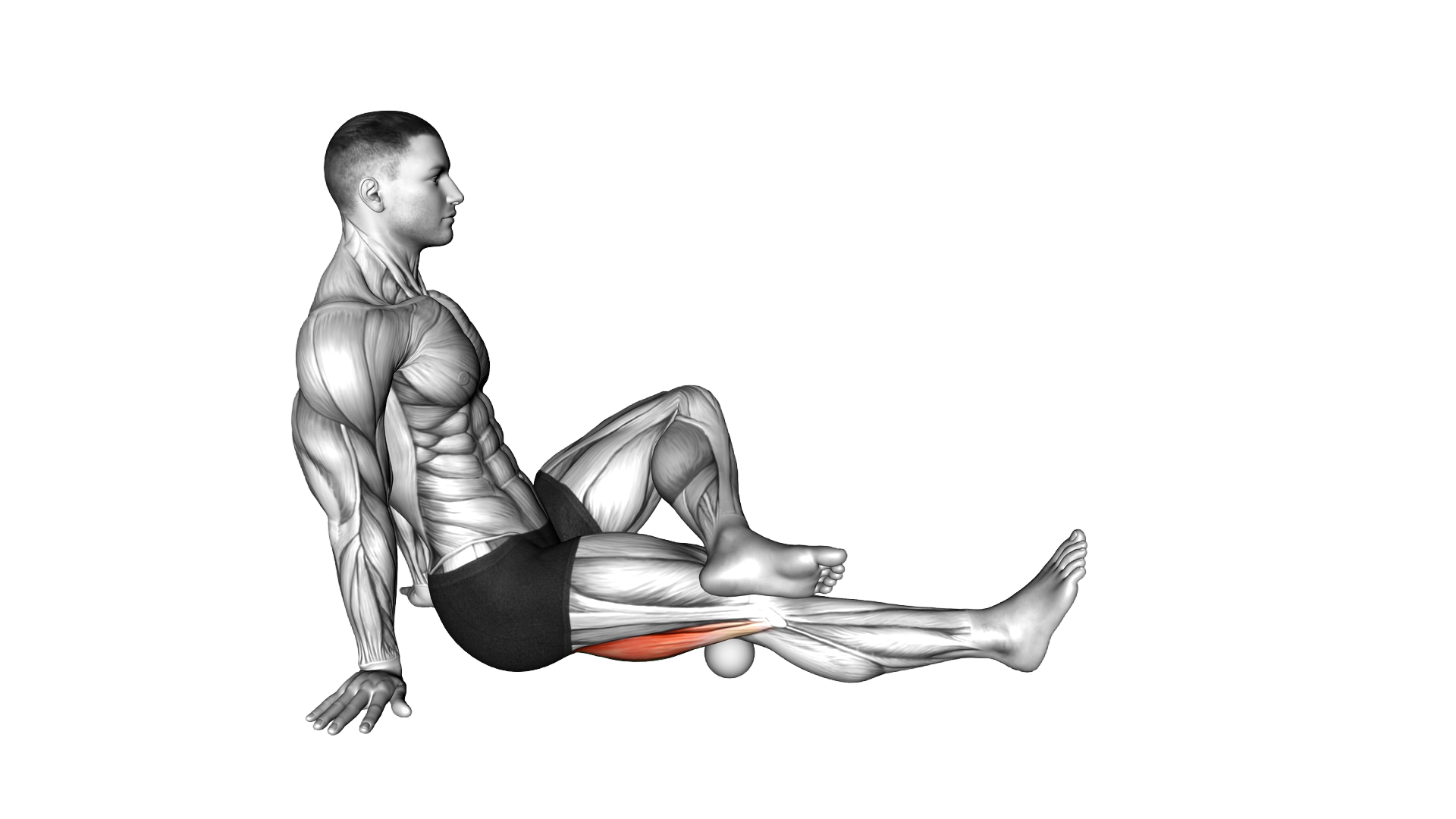 Roll Ball Seated Hamstrings Active exercise demonstration
