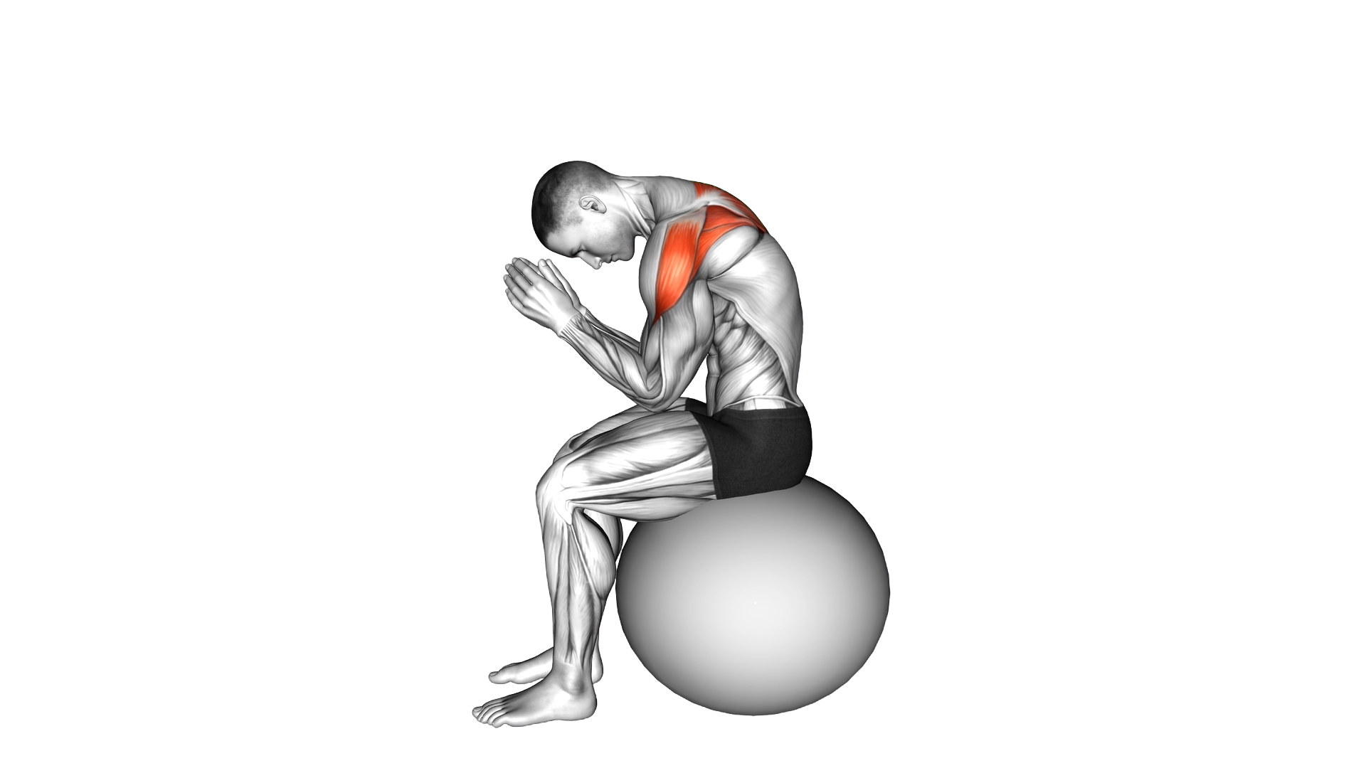 Sitting Scapular Adduction on Stability Ball exercise demonstration