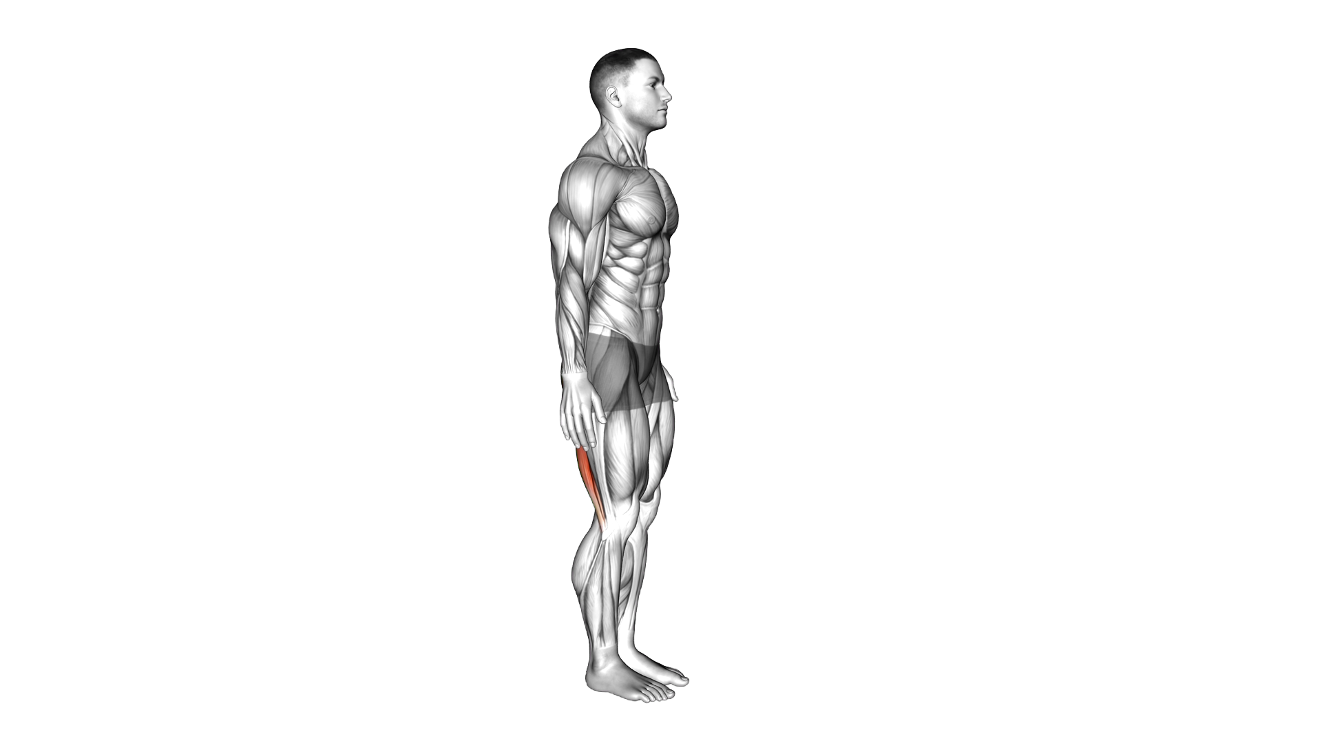 Single Leg Forward Bend exercise demonstration