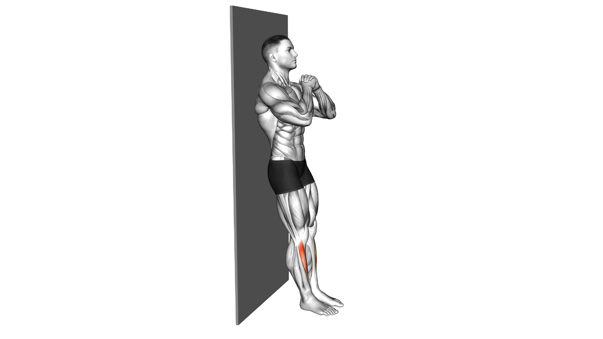 Bodyweight Tibialias Raise Wall Supported exercise demonstration