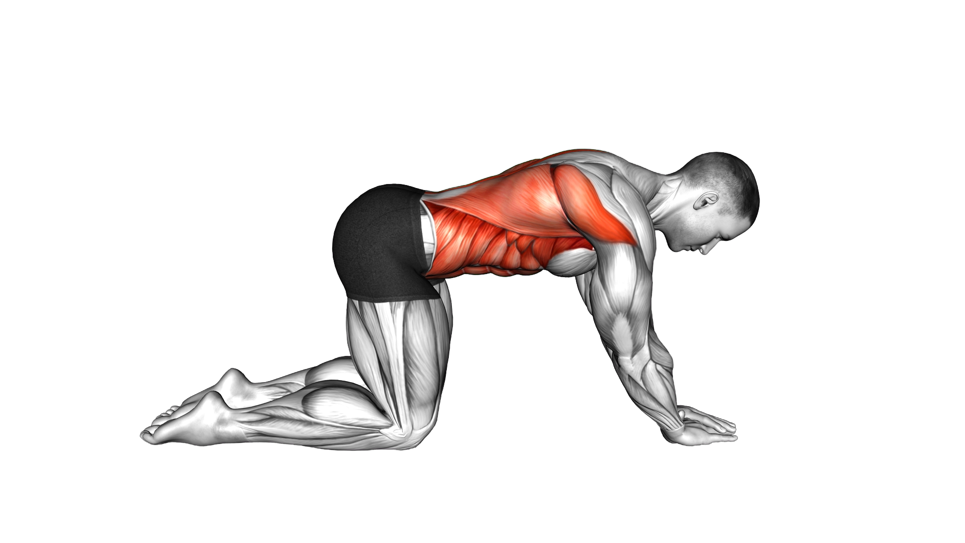Lat Lean to Cat Cow exercise demonstration