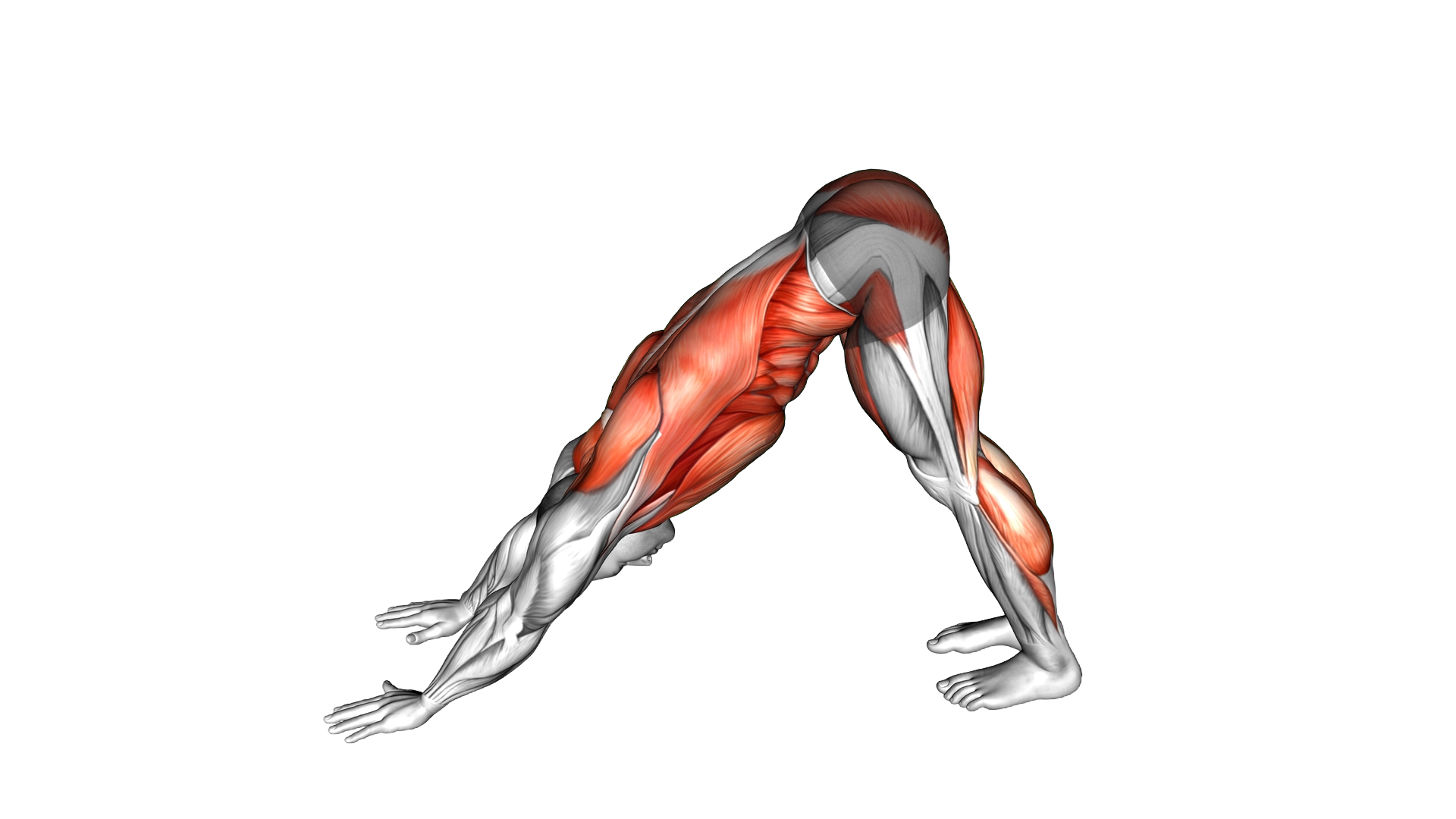 Downward Dog to Chest Press exercise demonstration