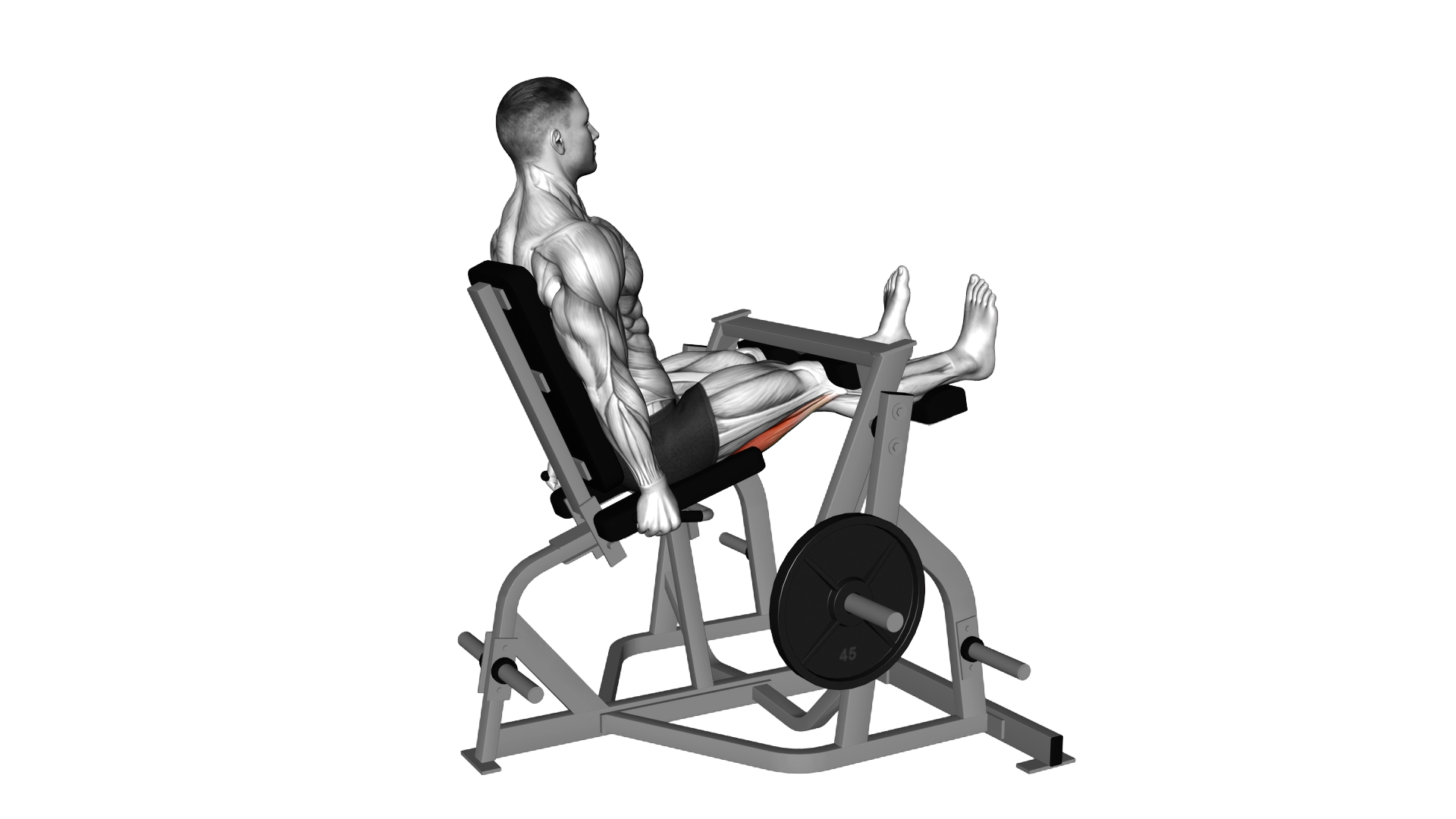 Lever Seated Leg Curl (plate loaded) exercise demonstration