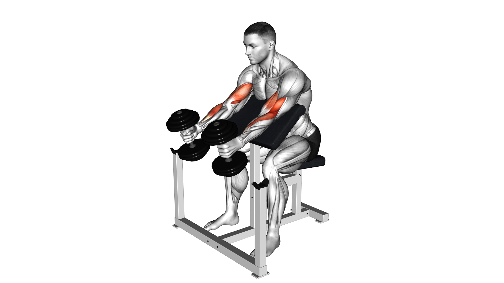 Dumbbell Preacher Swing Curl exercise demonstration