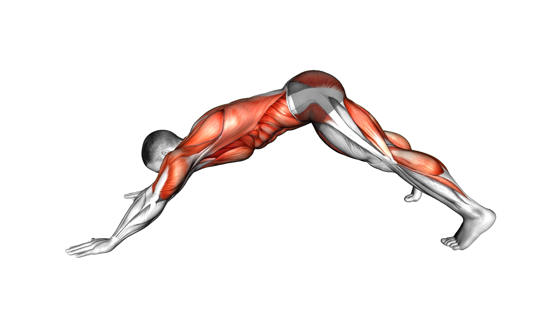 Dive Bomber Push up exercise demonstration
