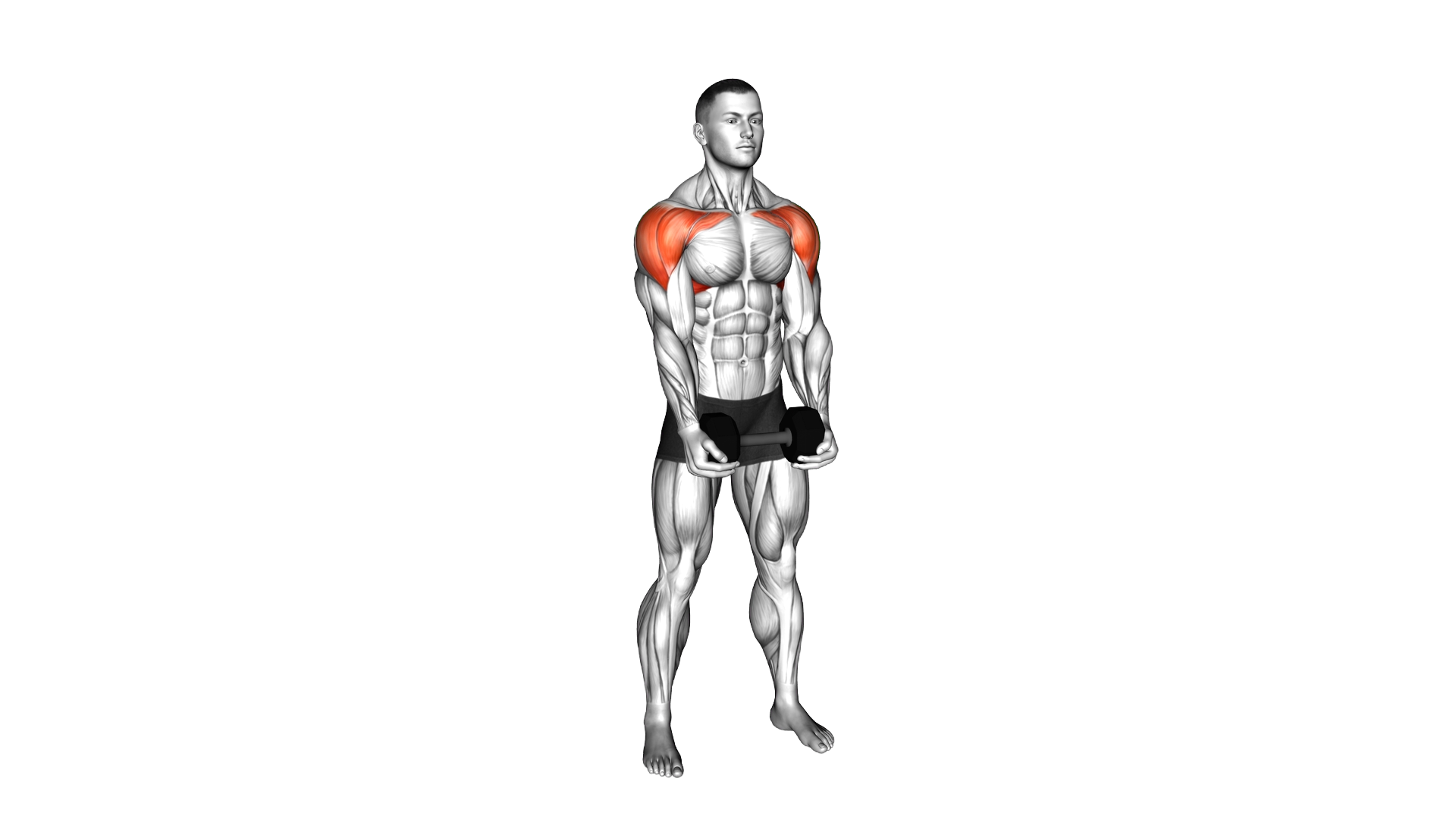 Dumbbell Drive Front Raise exercise demonstration