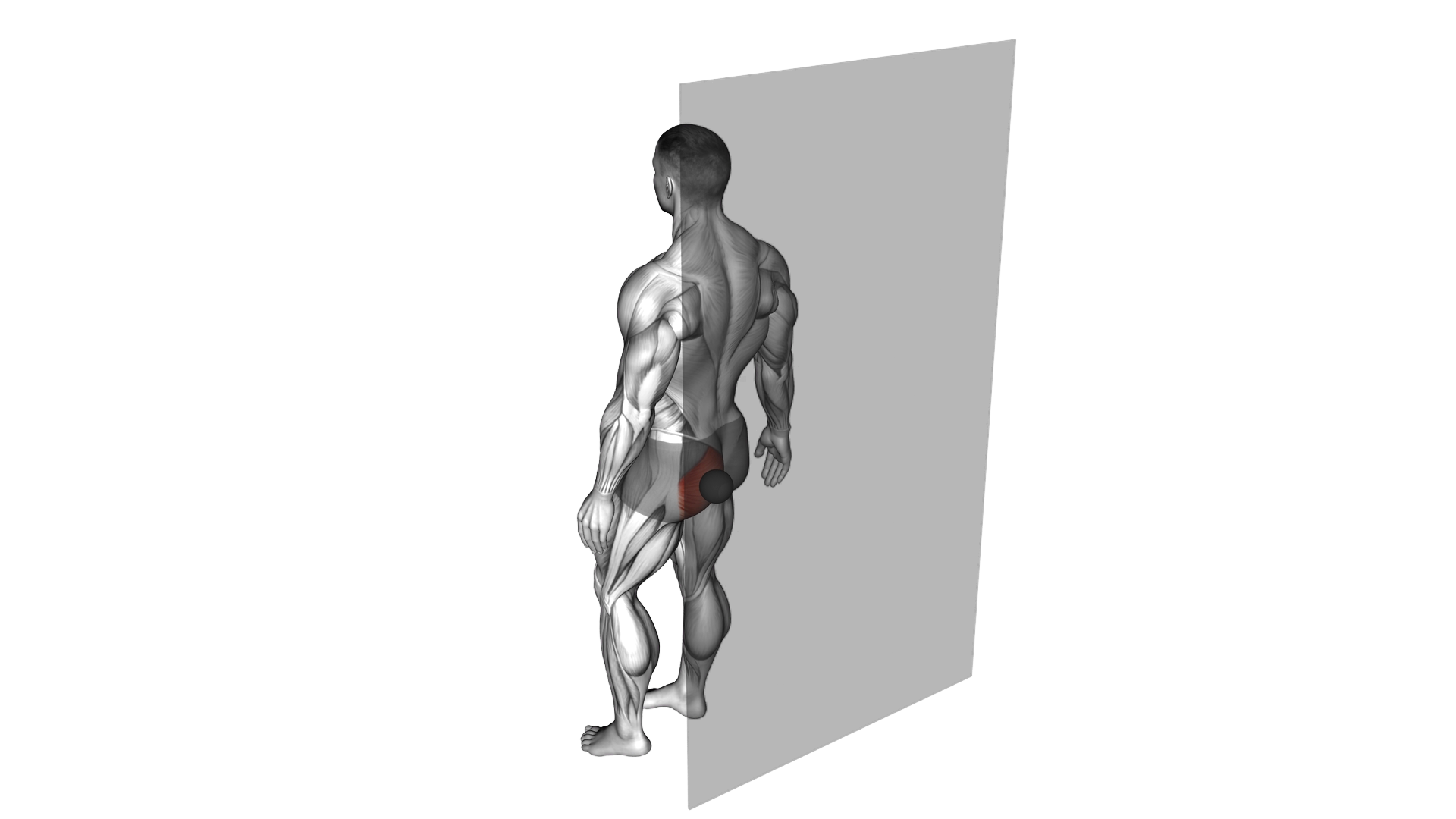 Roll Ball Gluteus Maximus exercise demonstration