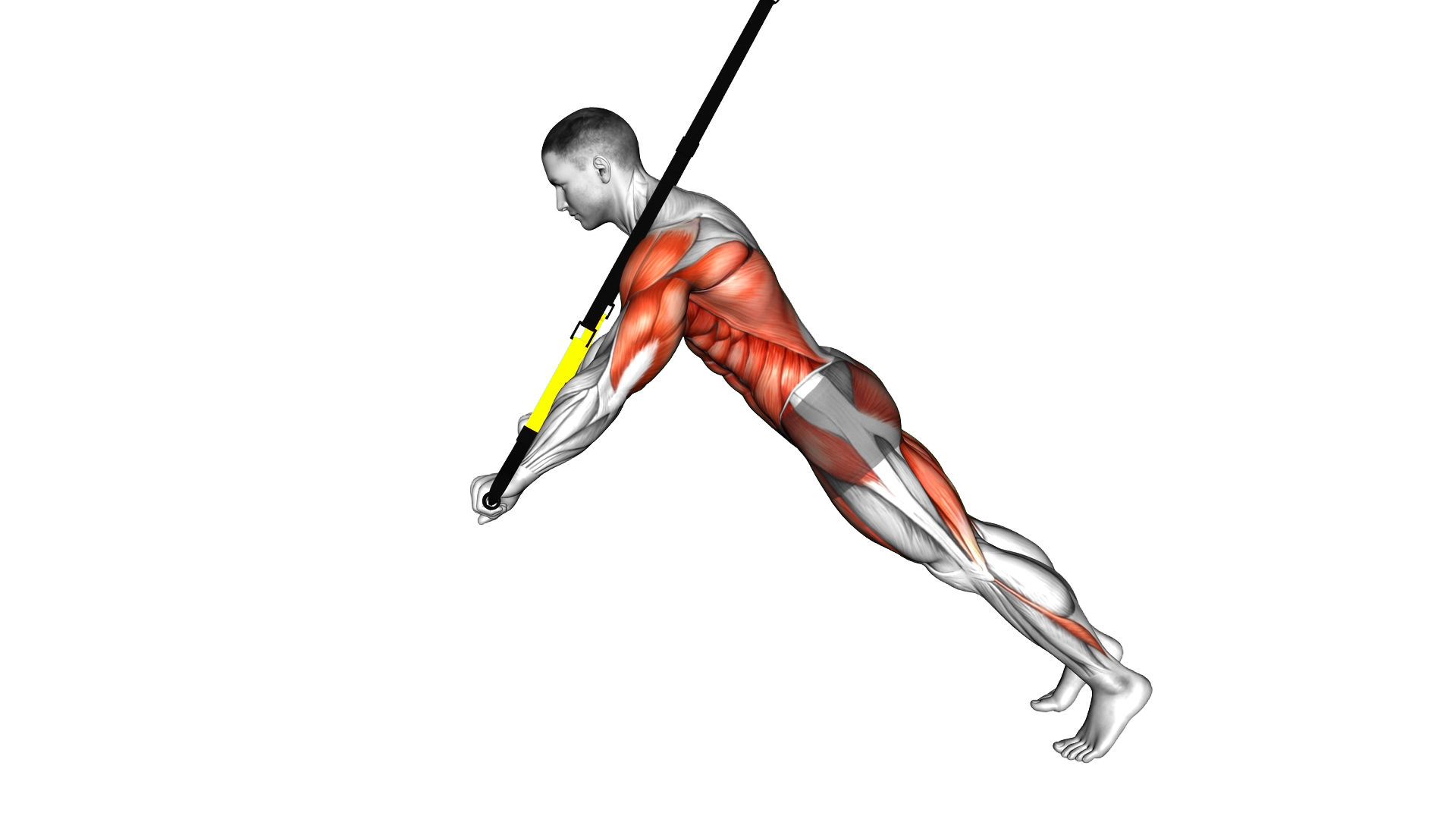 Suspender Chest Press to Rollout exercise demonstration