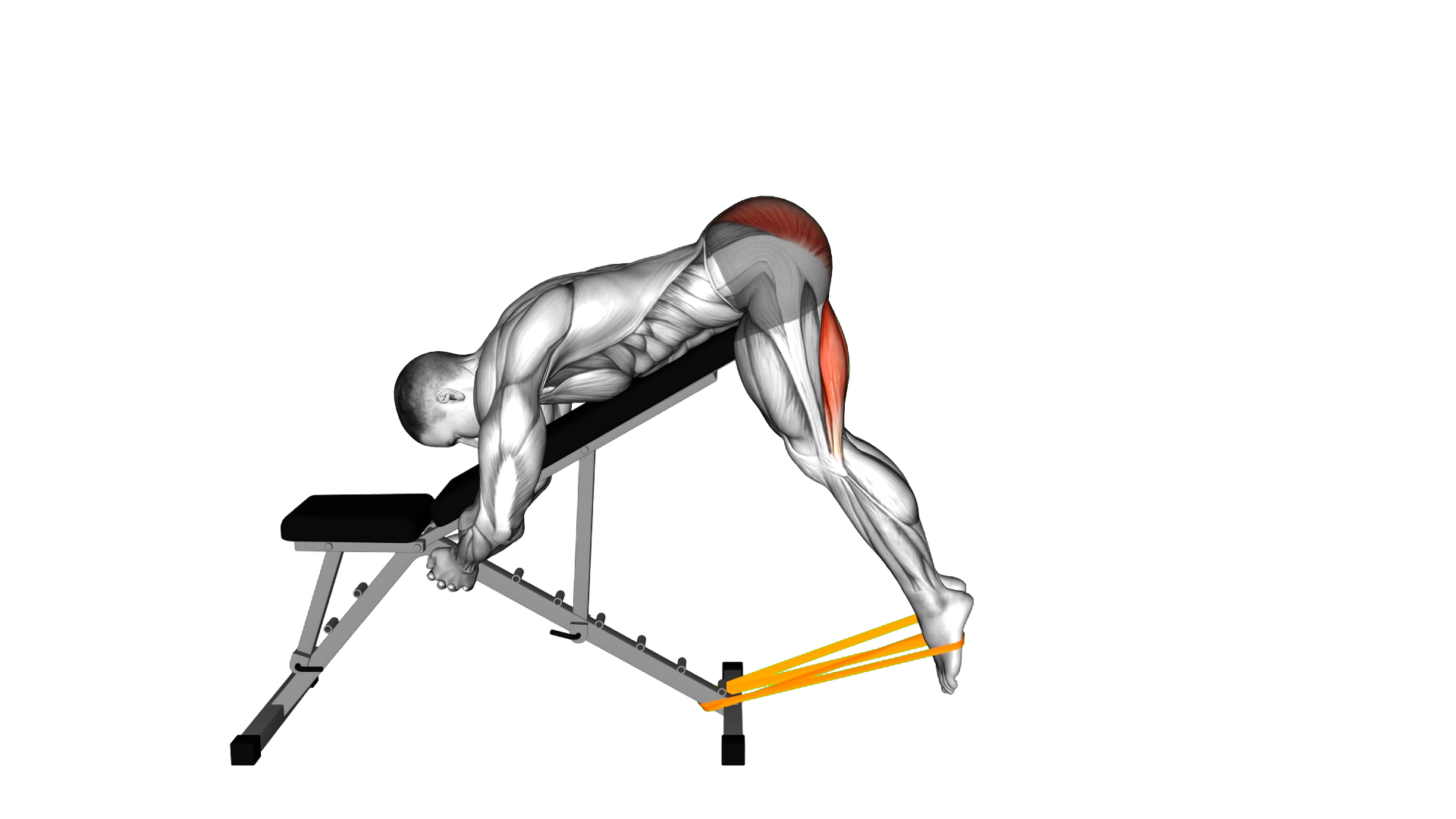 Resistance Band Incline Reverse Hyperextension (ma exercise demonstration