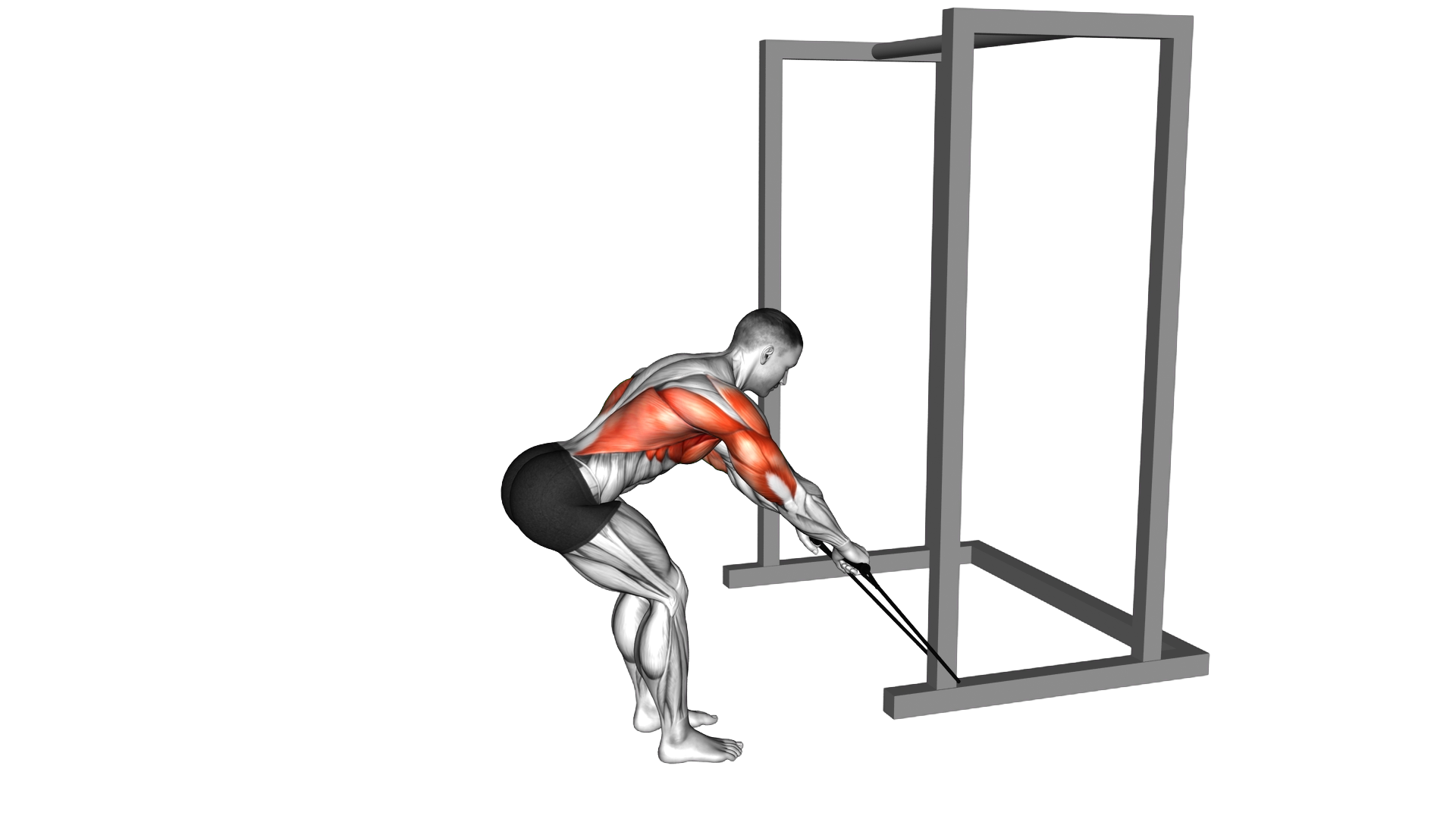 Band Bent Over Rear Deltoid Kickback exercise demonstration